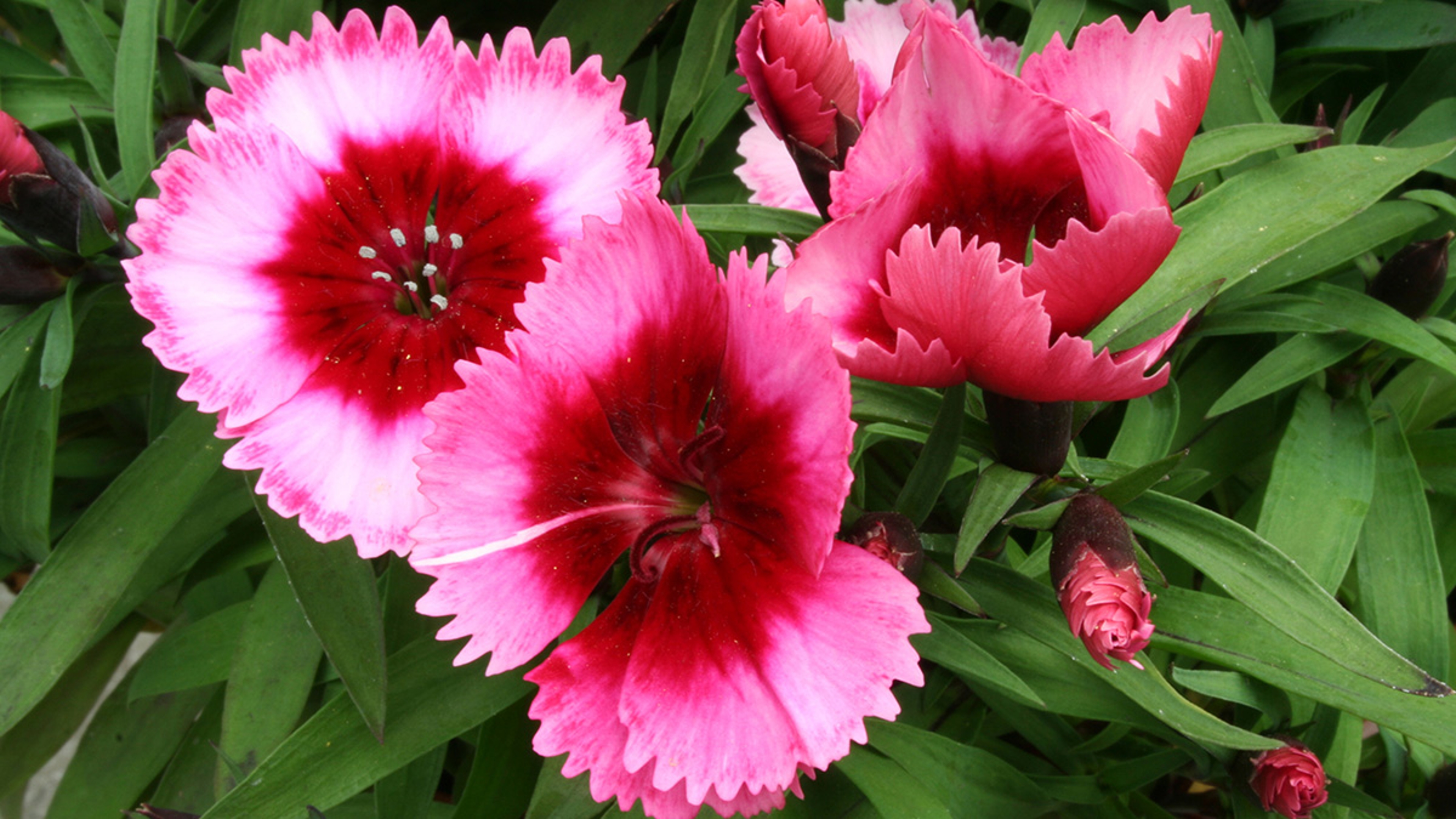 an image of a dianthus flower