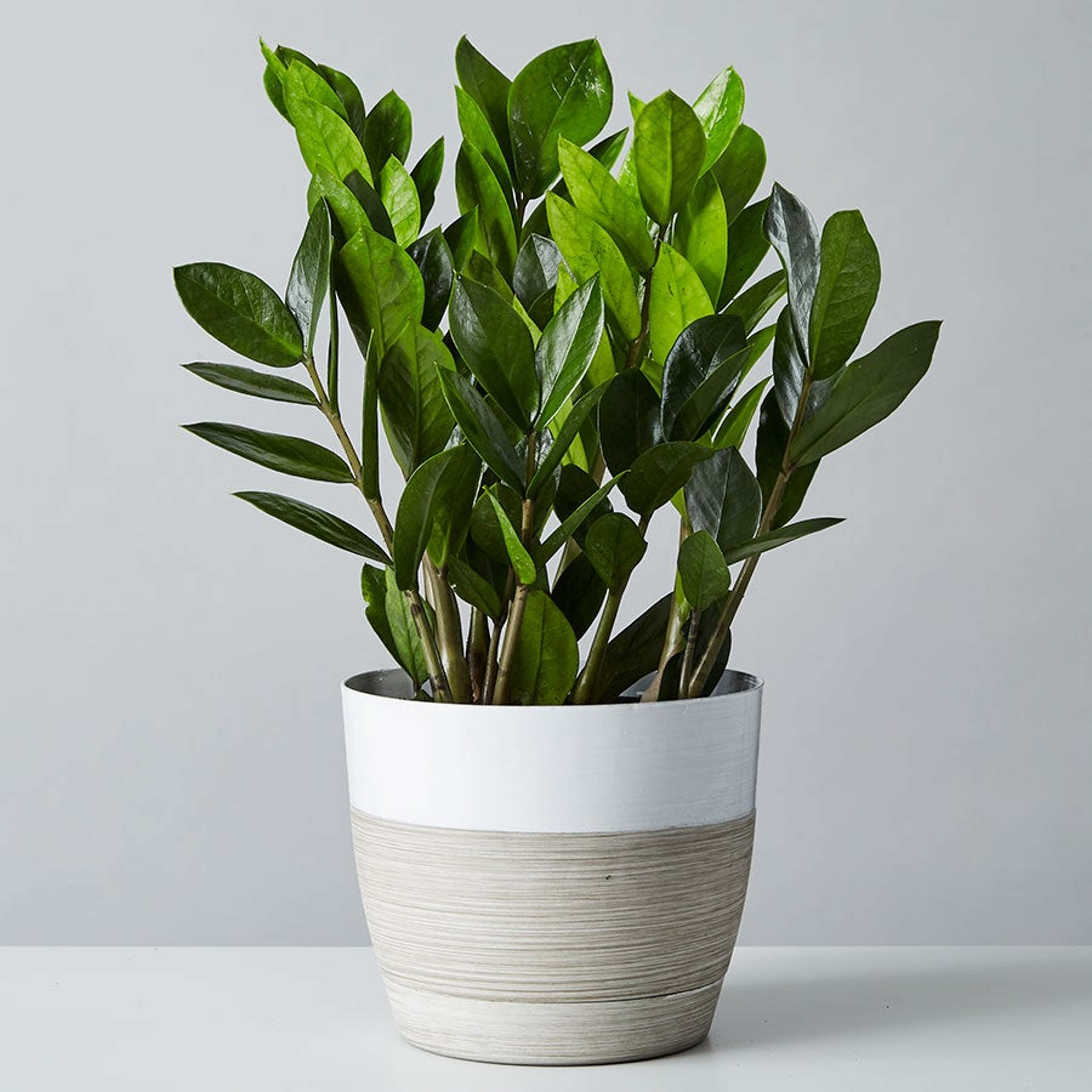 ZZ plants make great desk toppers and can grow to larger, floor plant size