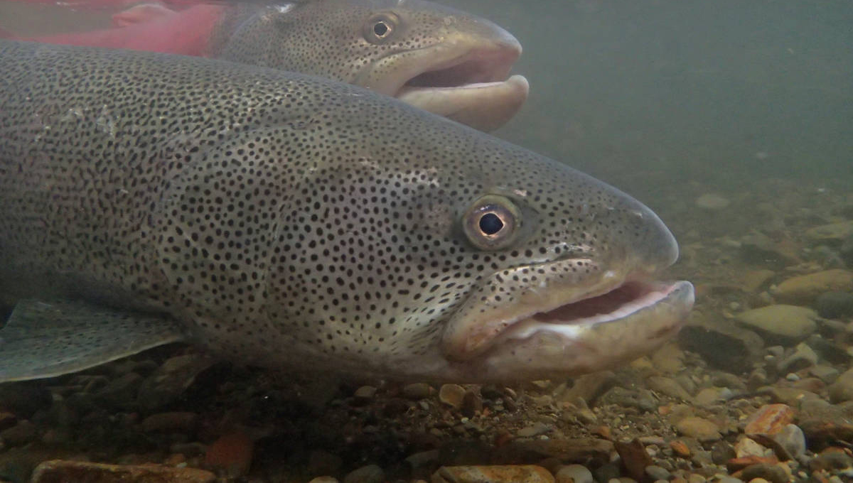 Meet The Siberian Taimen The Monster Salmon Vital Choice