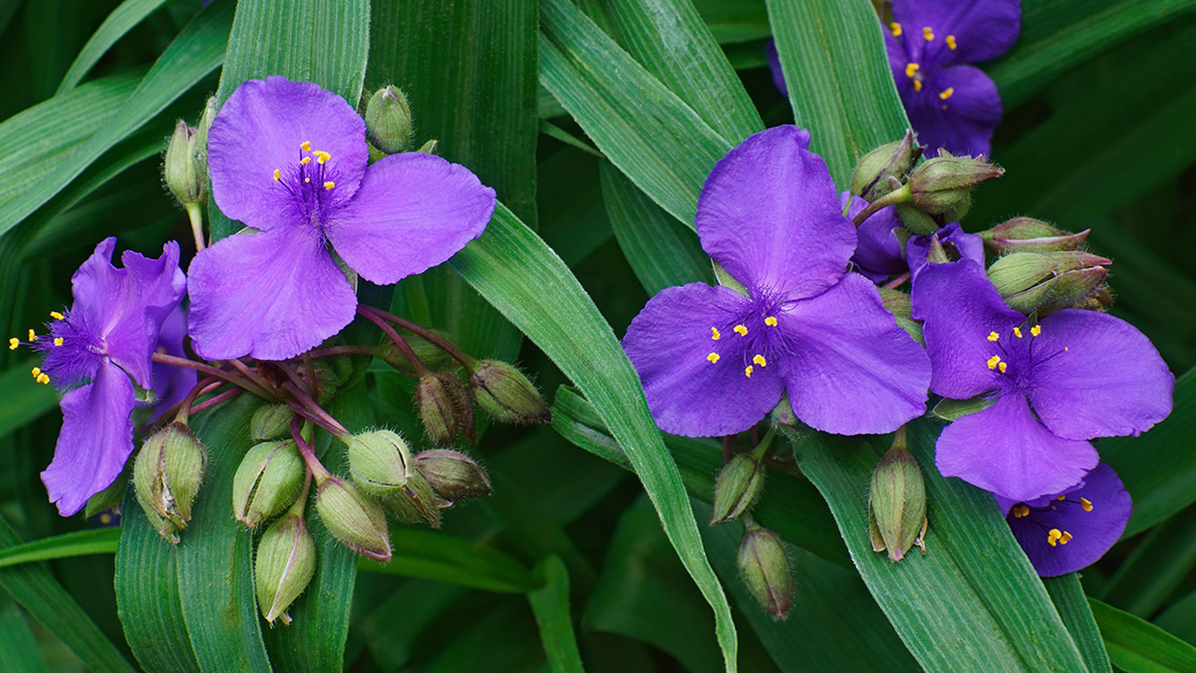 Virginia spiderwort Tradescantia virginiana