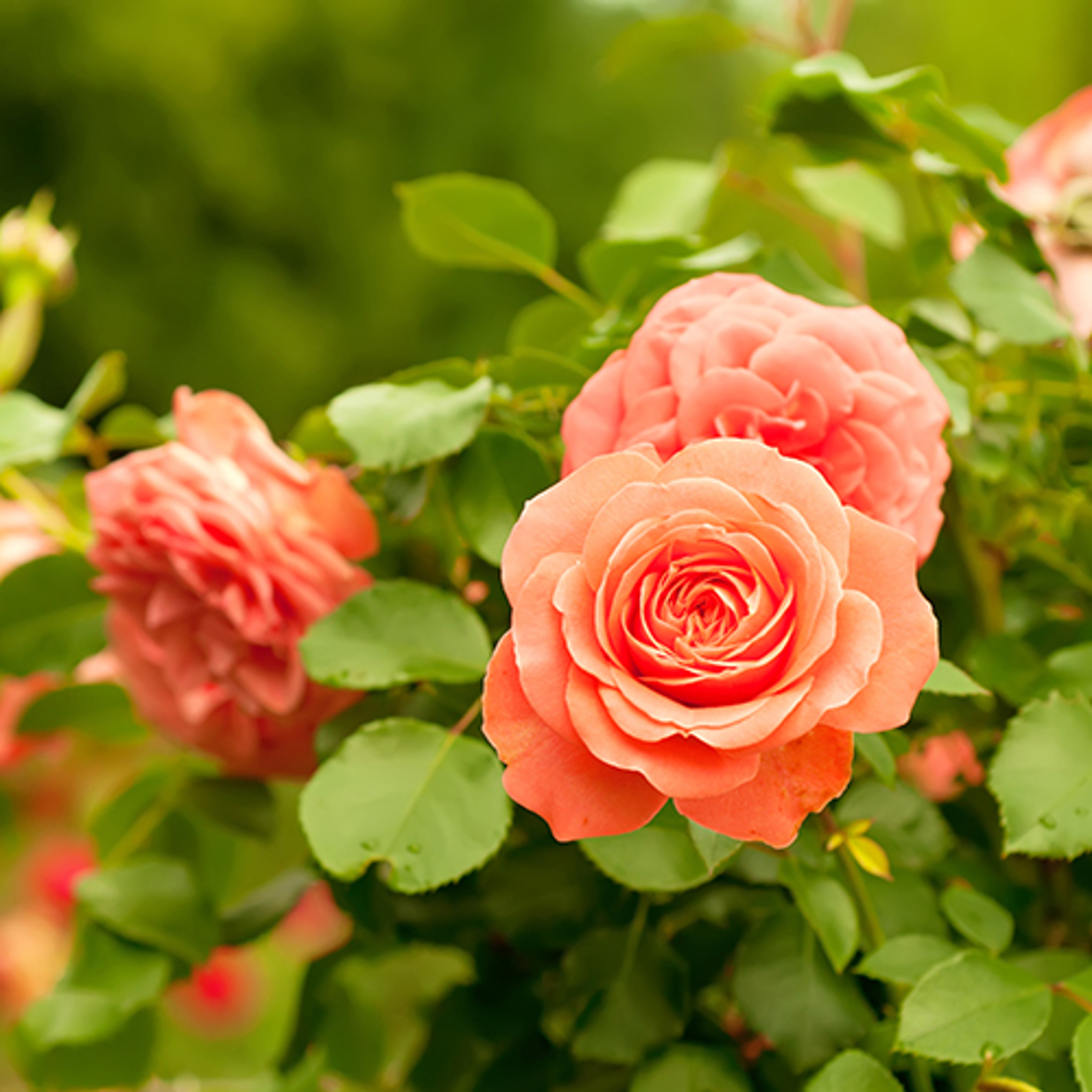 Orange beautiful  rose growing in the garden