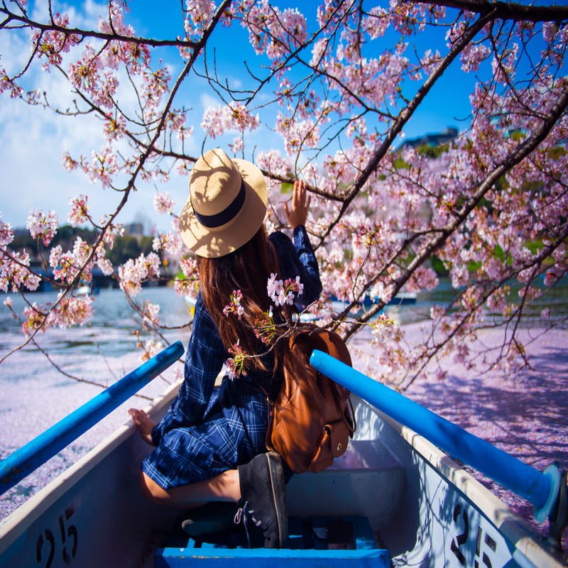 英語で 桜 を説明して外国人をお花見に誘おう
