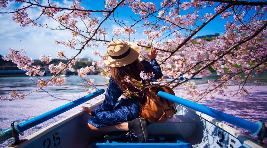英語で 桜 を説明して外国人をお花見に誘おう