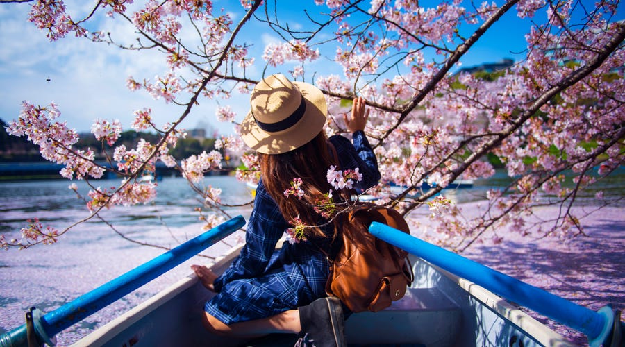 英語で 桜 を説明して外国人をお花見に誘おう 英語で 桜 を説明して外国人をお花見に誘おう