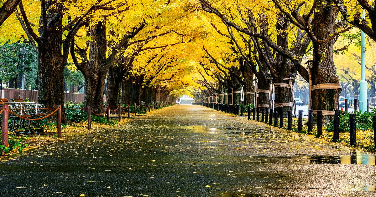 秋は英語でfallとautumnどっちなの 秋の例文12選も紹介 秋は英語でfallとautumnどっちなの 秋の例文12選も紹介