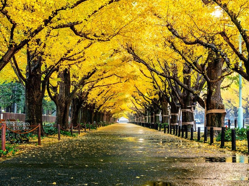 Siahestcsoeegm Siahestcsoeegm