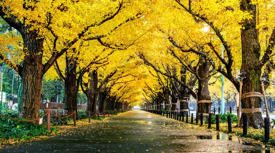 秋は英語でfallとautumnどっちなの 秋の例文12選も紹介 秋は英語でfallとautumnどっちなの 秋の例文12選も紹介