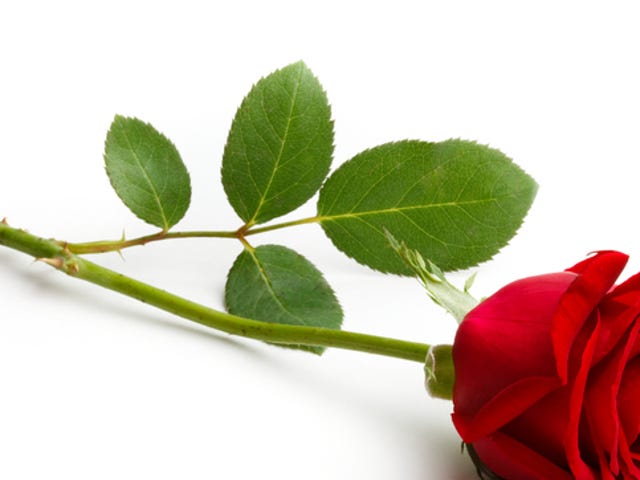 取引先 同僚 知人 友人 相手 続柄別 英文お悔やみメッセージ文例 ベルリッツ 取引先 同僚 知人 友人 相手 続柄別 英文お悔やみメッセージ文例 ベルリッツ