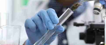 Cannabis Standards Collection.jpg