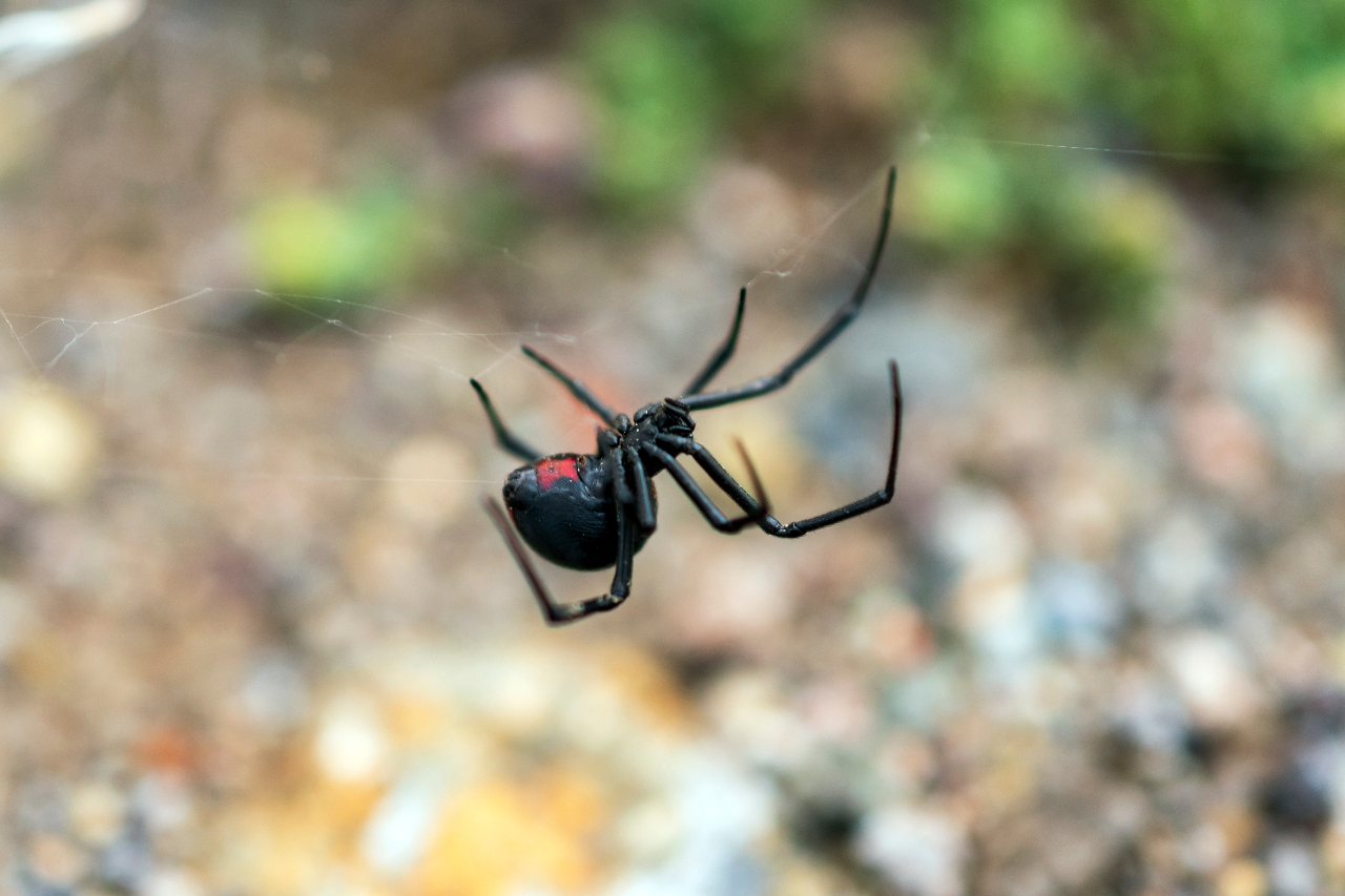 Black widow spider - Mayo Clinic