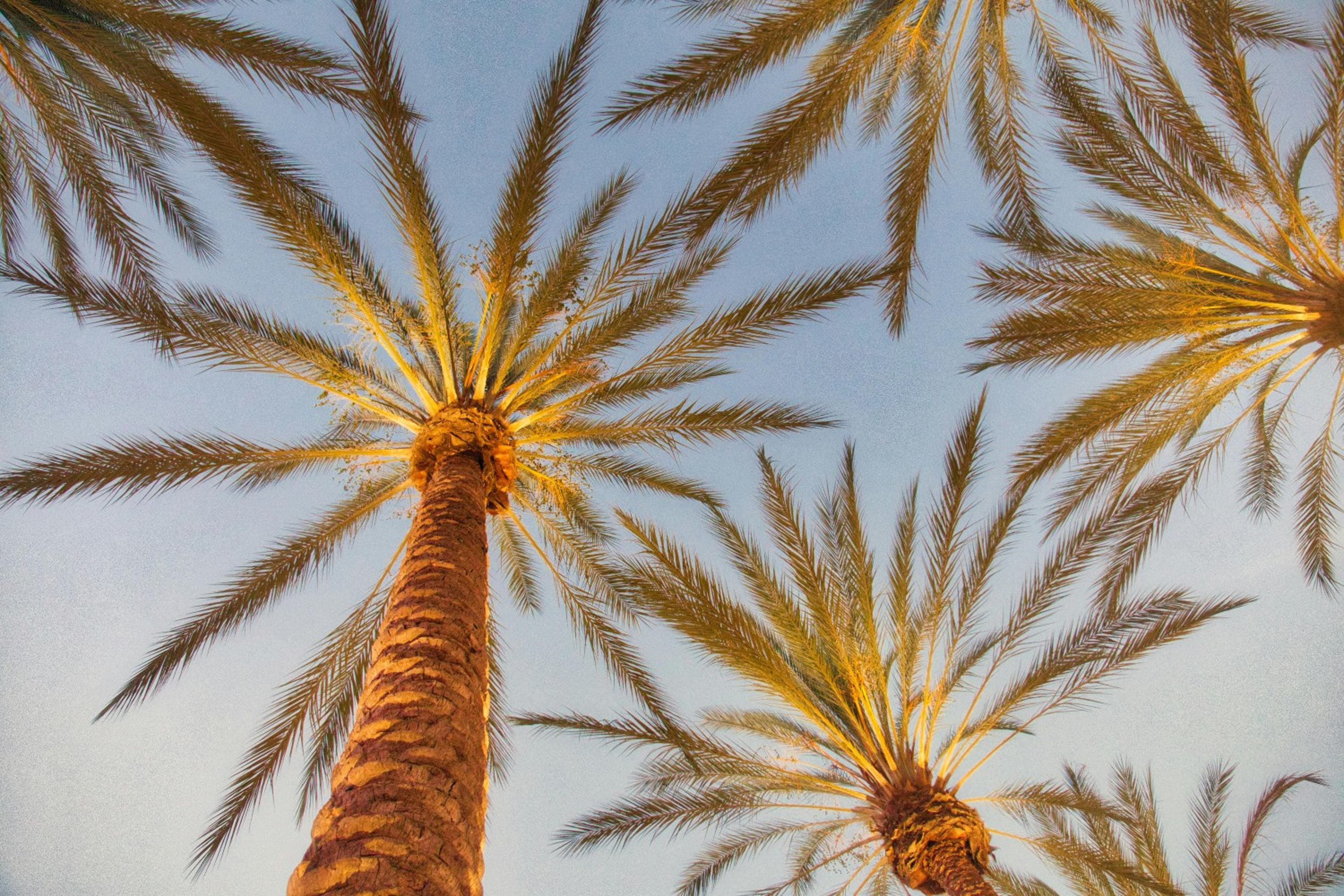 palm-trees-below-california-us-112723.jpg
