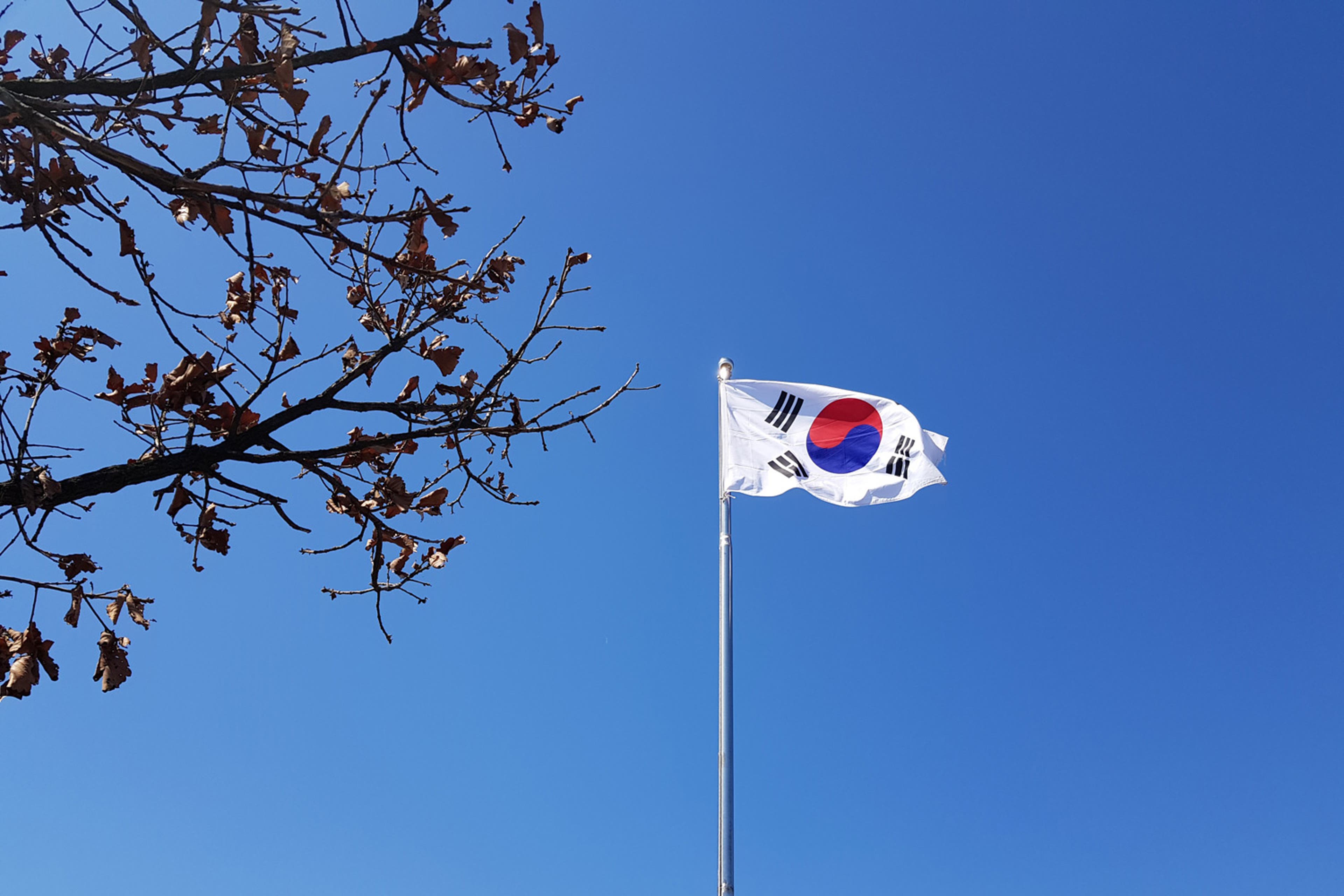 south-korea-flag-tree-apac-0033.jpg