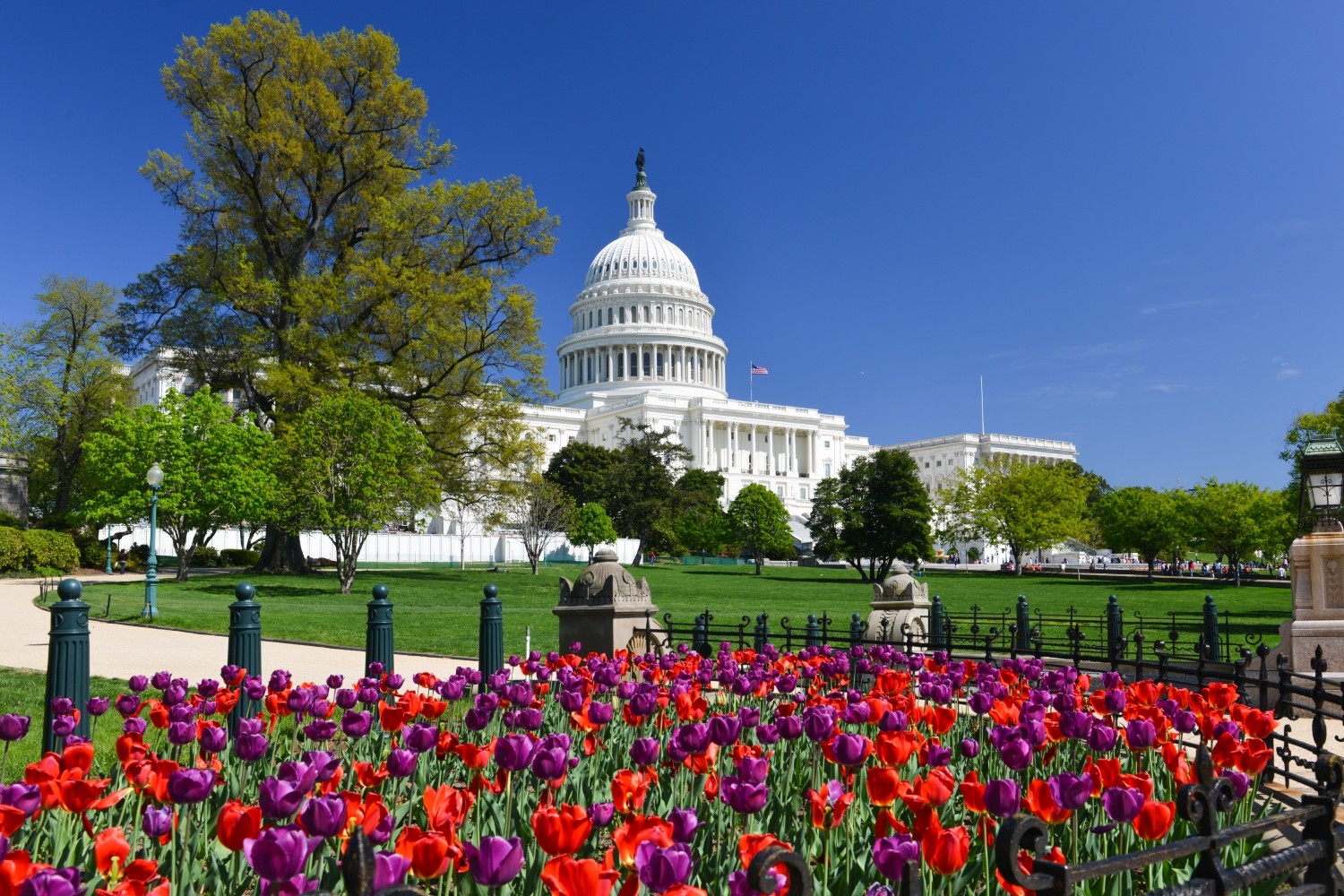 capitol-building-tulips-US-21524.jpg