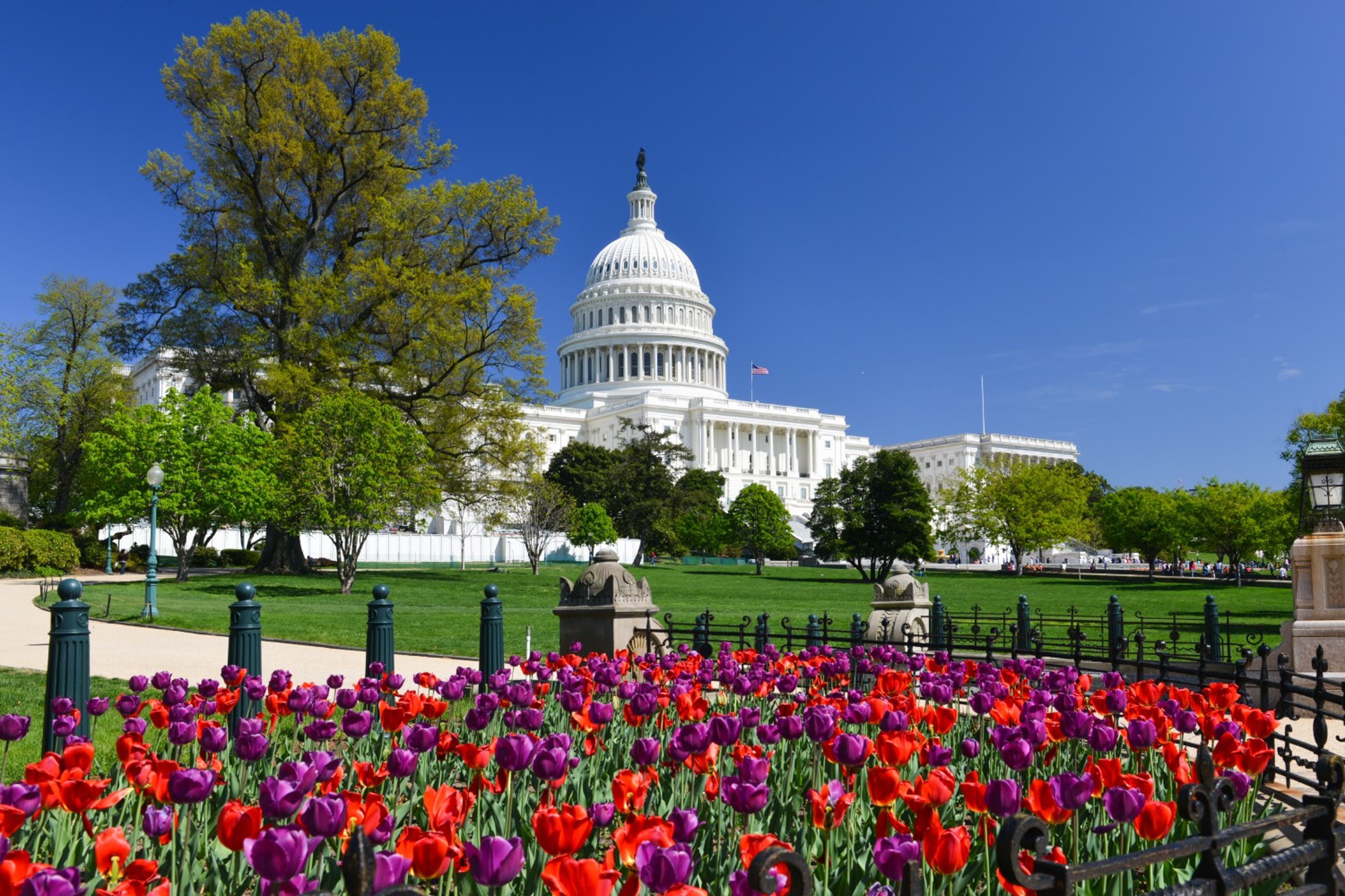capitol-building-tulips-US-21524.jpg