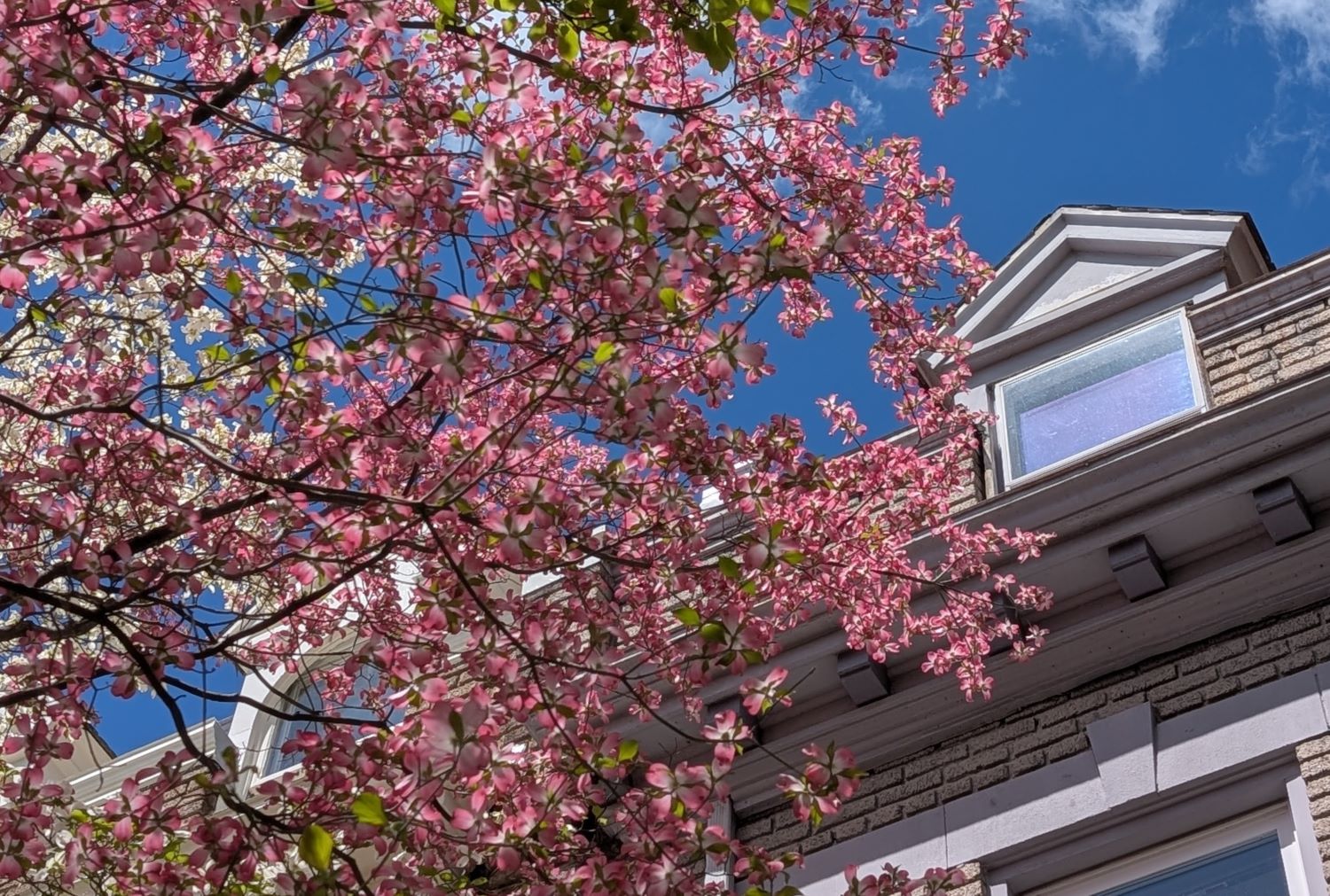 more-cherry-blossoms-cobunzweifelkeegan-DC View-4.18.2025.jpg