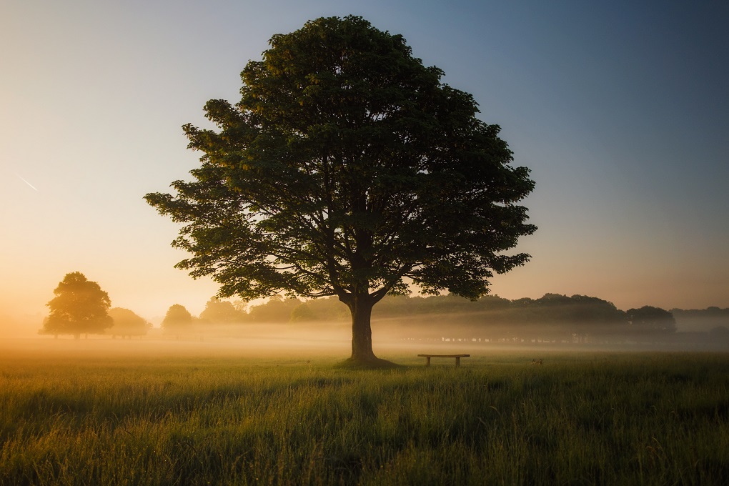 tree-foggy-field-other.jpg