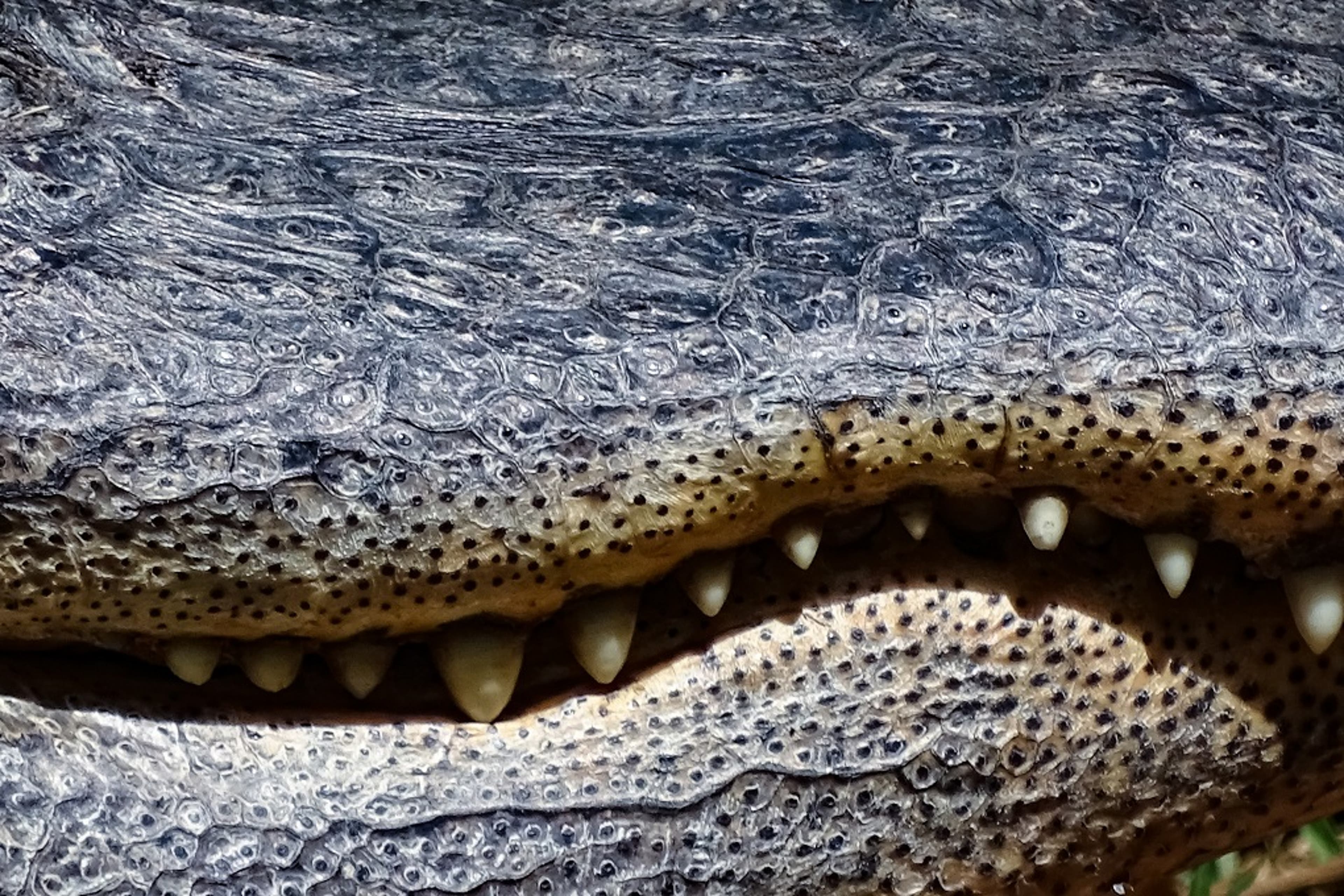 crocodile-teeth-other.jpg