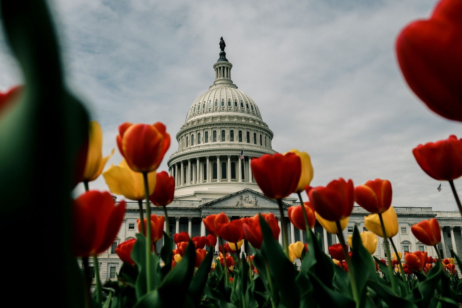 tulips-capitol-building-US-052124.jpg