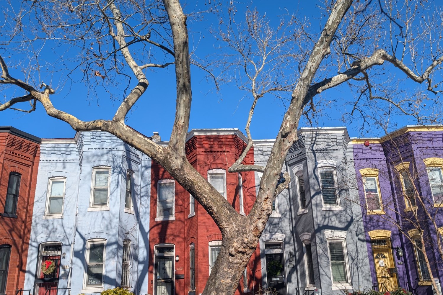 tree-buildings-cobunzweifelkeegan-DC View-1.17.2025.jpg