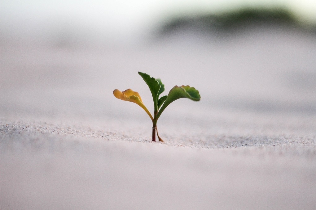 plant-growing-sand-other.jpg