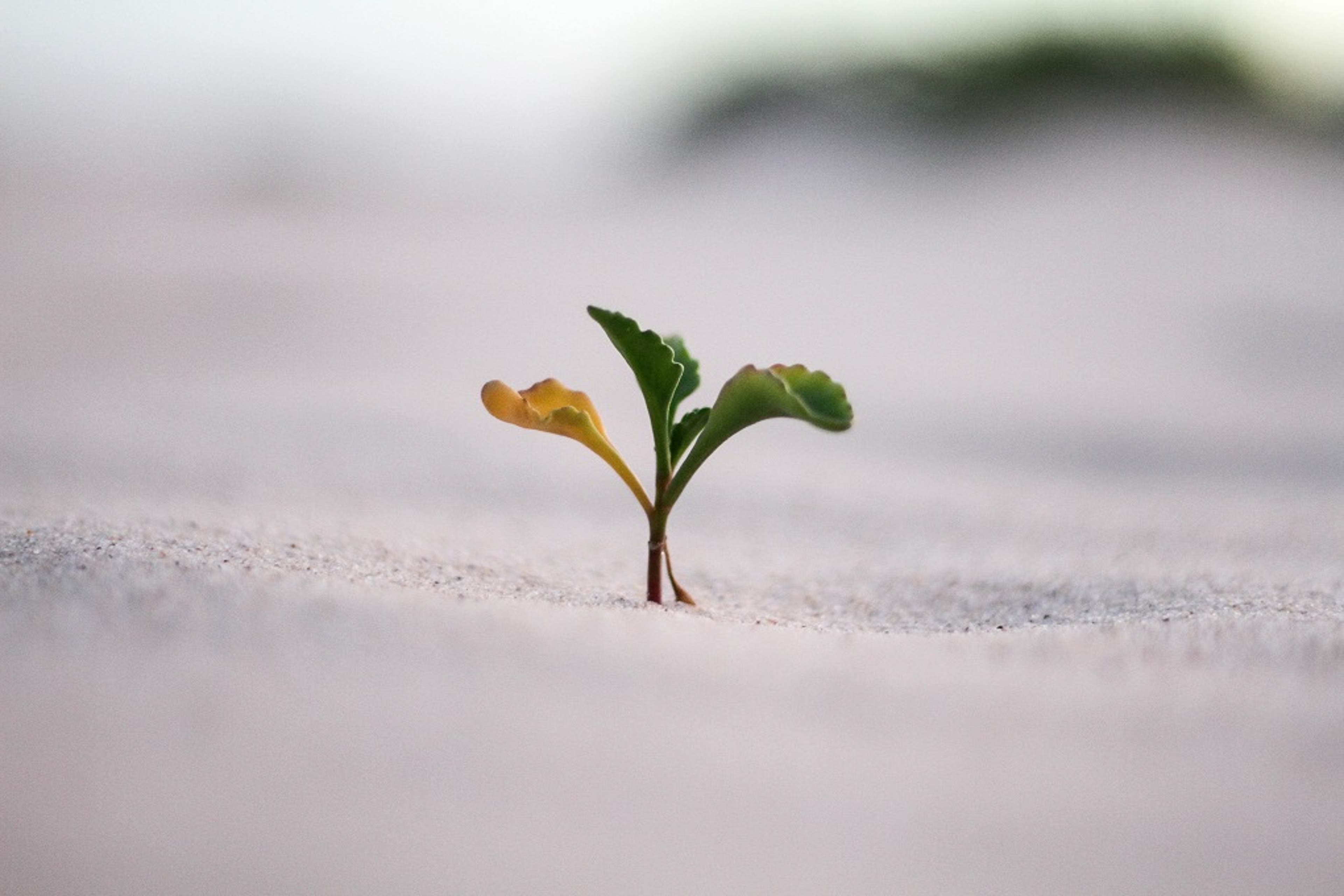 plant-growing-sand-other.jpg