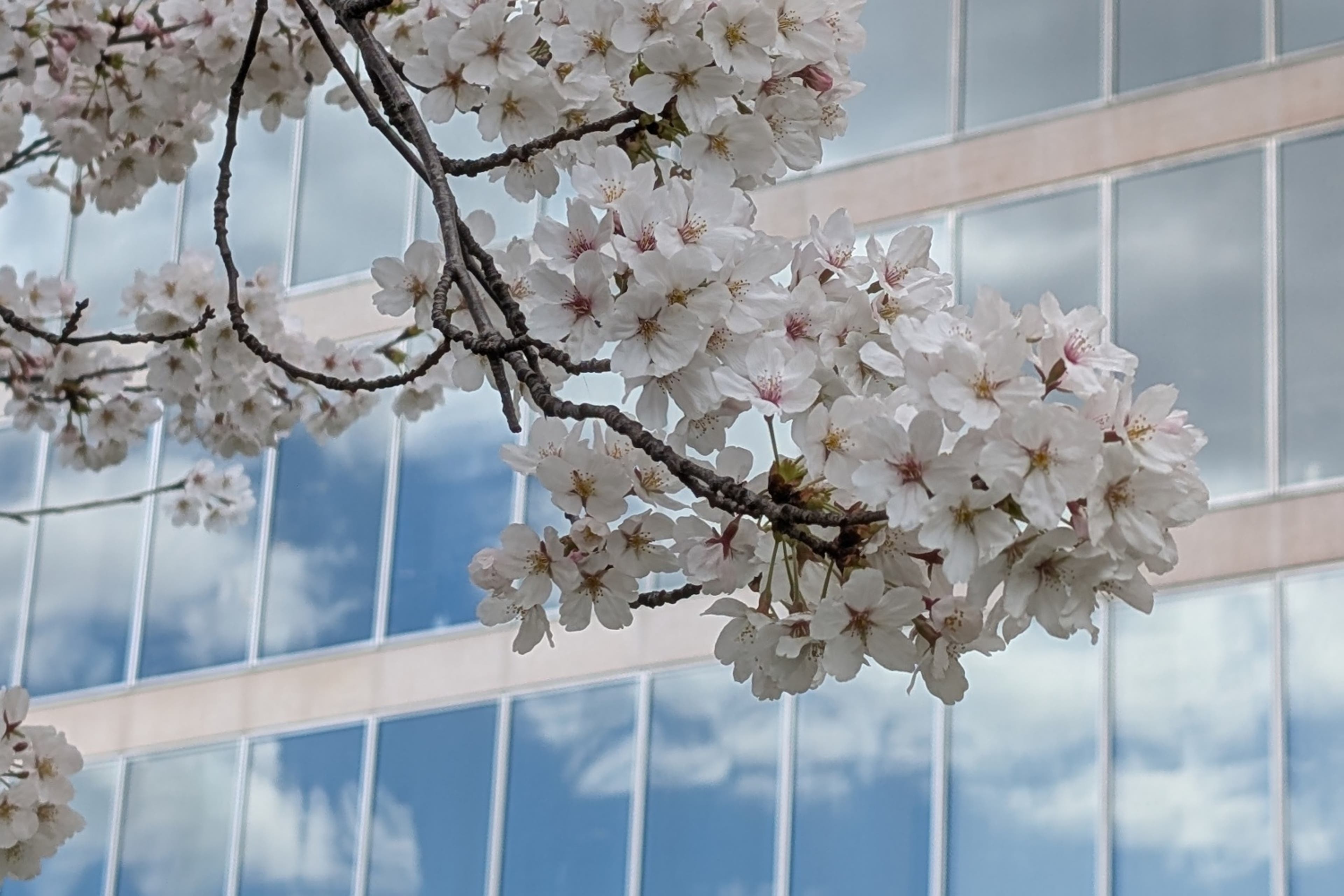 blossom-closeup-cobunzweifelkeegan-DC View-4.11.2025.jpg