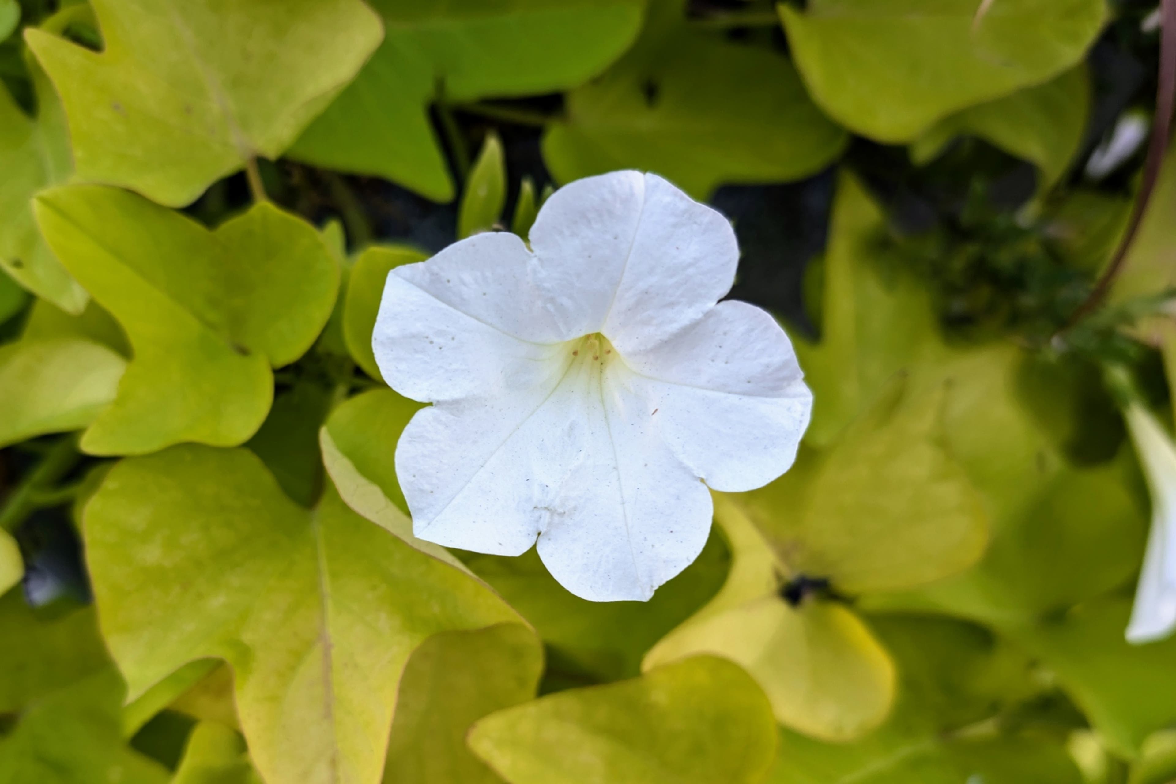 white-petunia-cobunzweifelkeegan-DC View-9.20.24.jpg