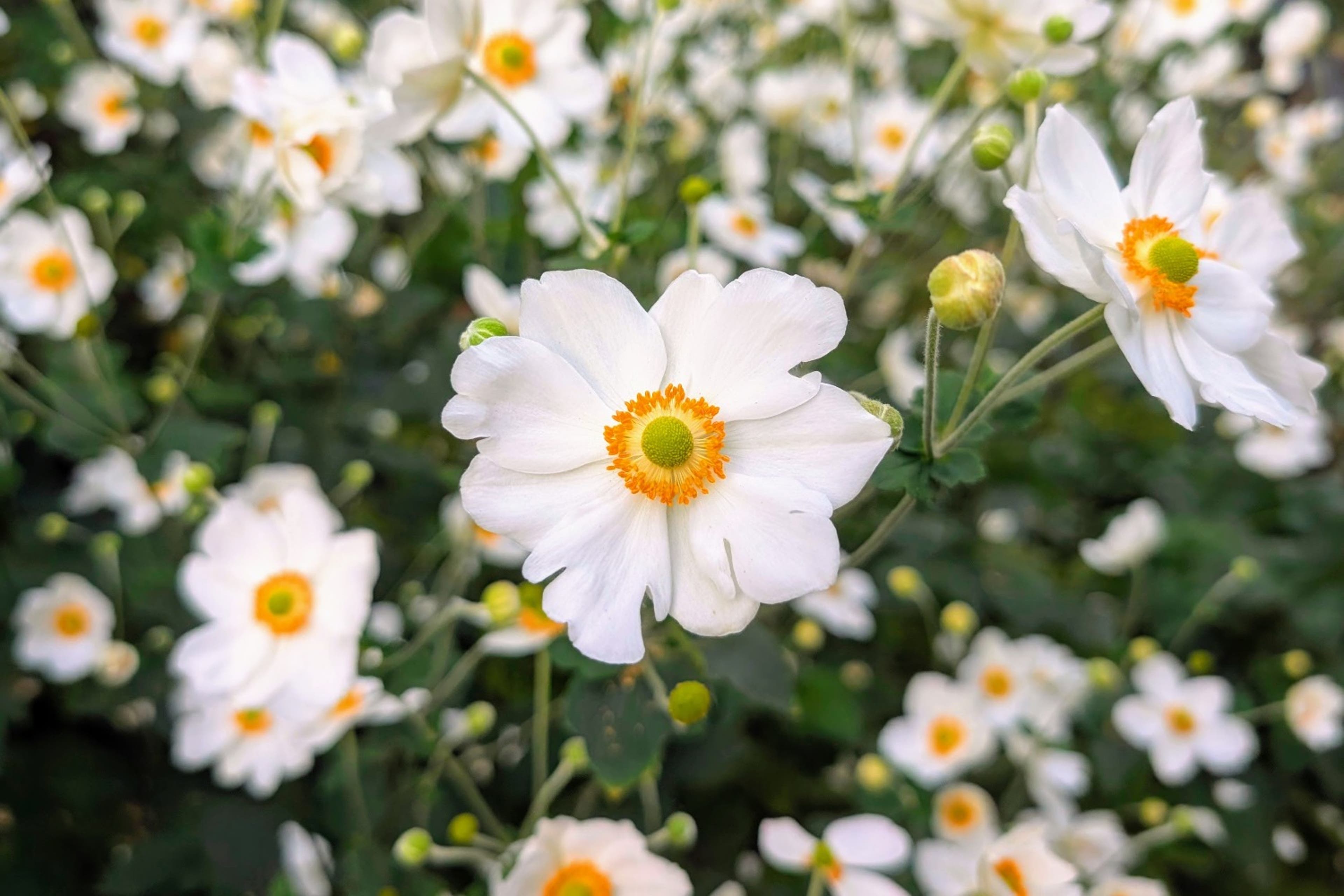 flowers-upclose-cobunzweifelkeegan-DC View-10.17.25.jpg