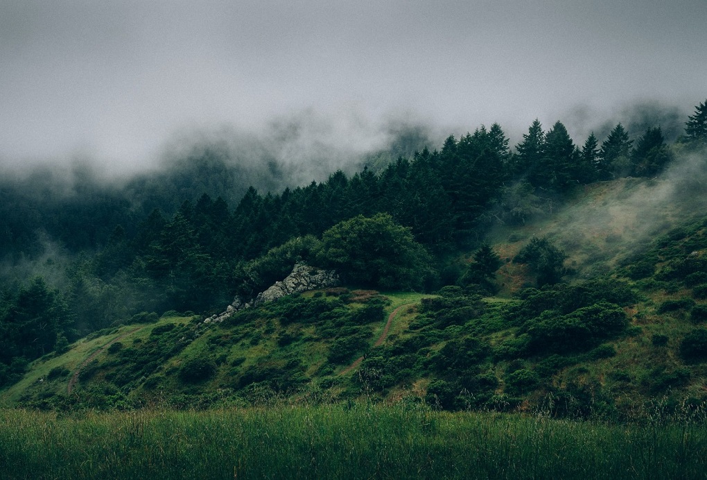 landscape_forest-fog-other.jpeg