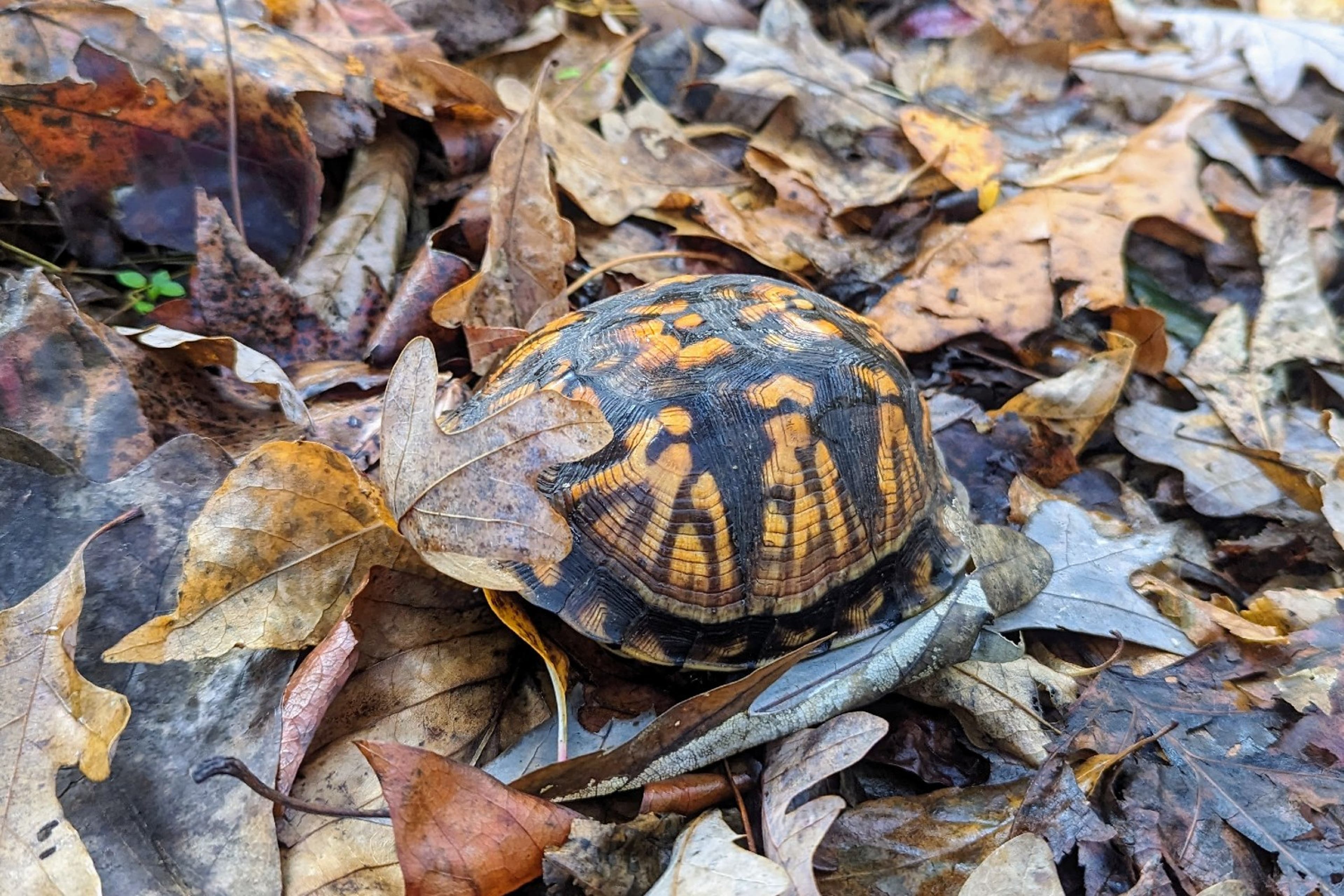 turtle-foliage-us-cobunzweifelkeegan-DC View 9.27.24.jpg