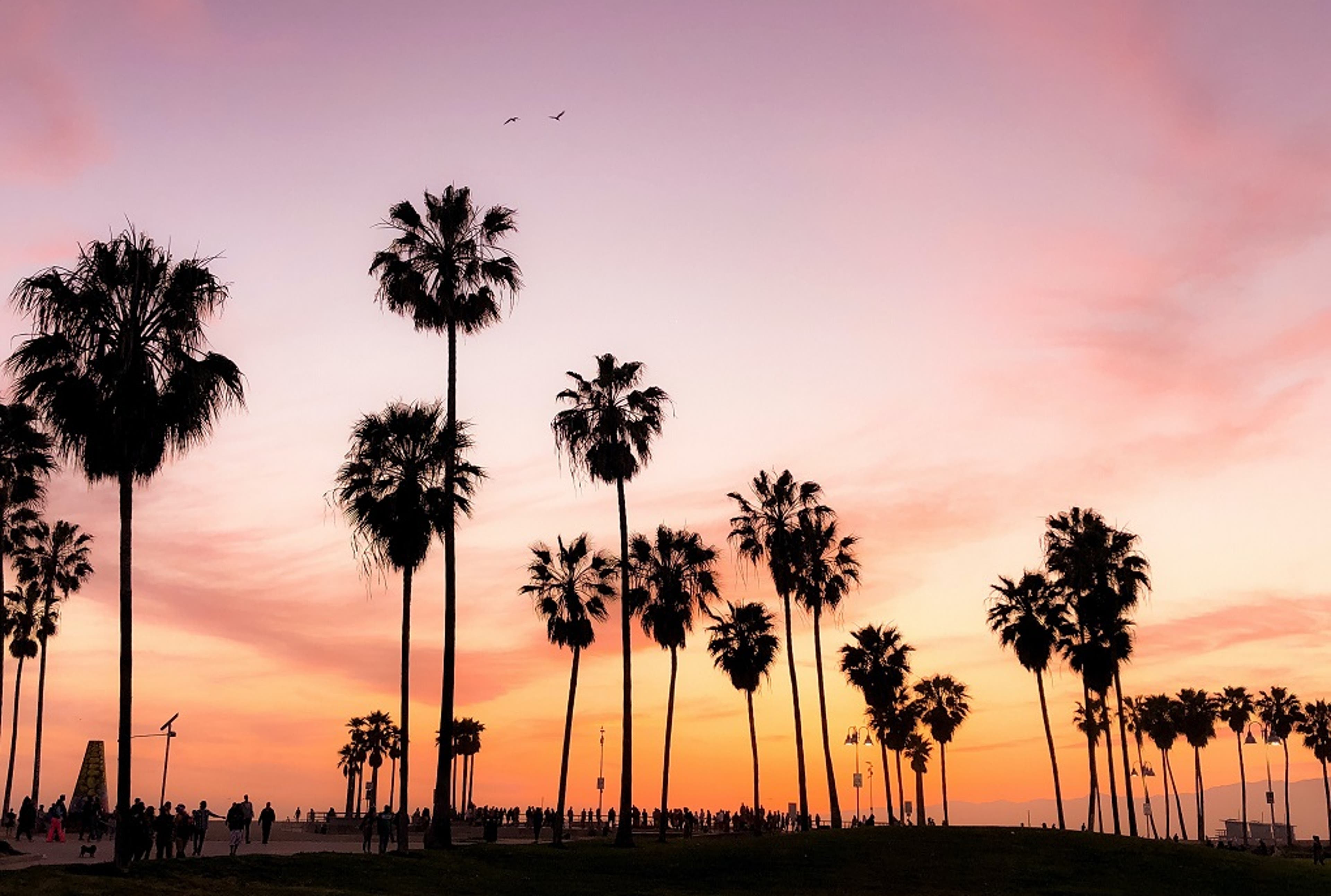 sunset-palm-trees-california-US.png