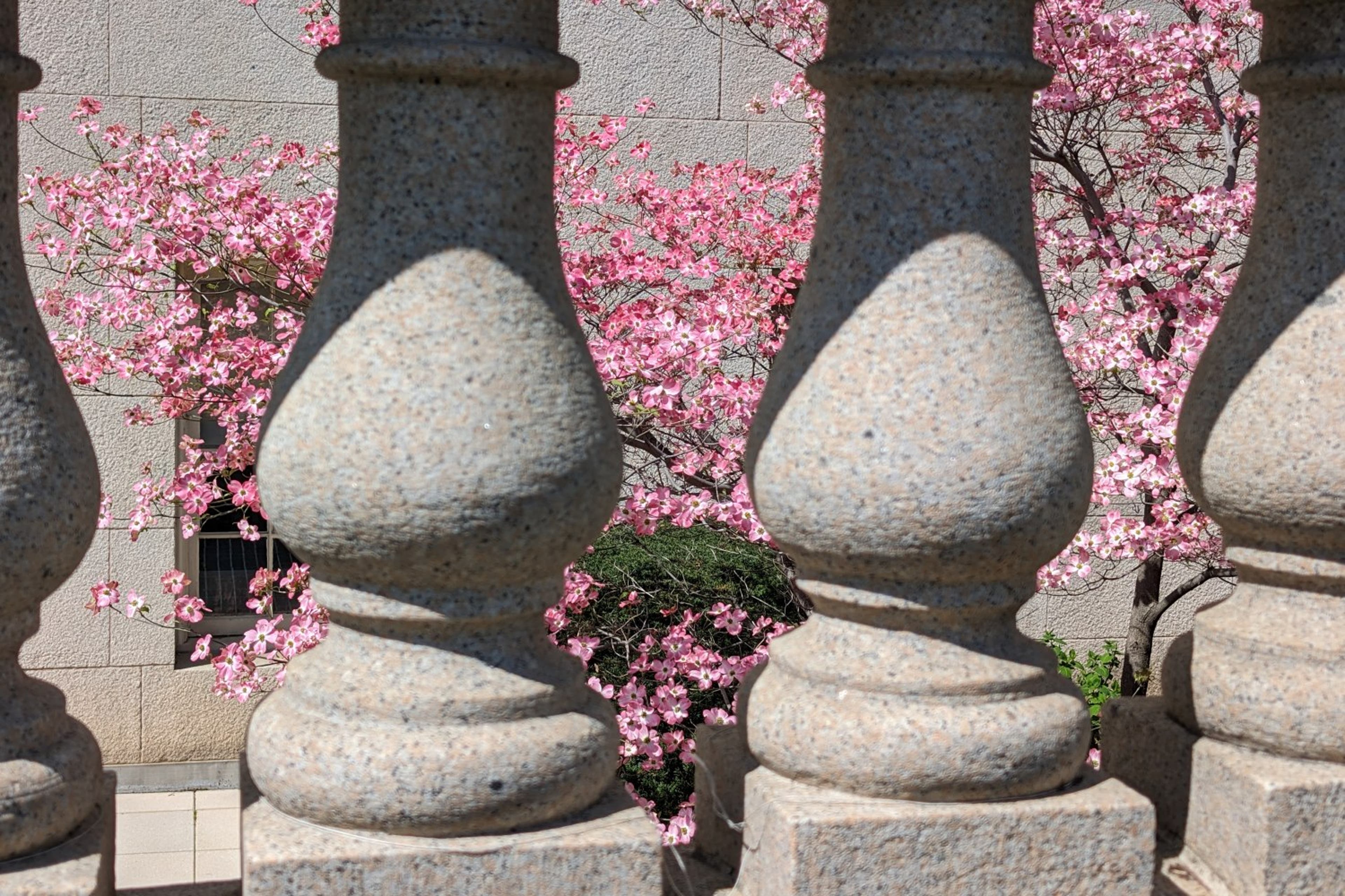 Pillars-stone-cherryblossoms-CobunZweifelKeegan-DC-View-04.12.24.jpg