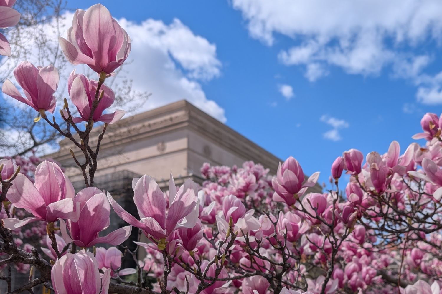 cherry-blossom-building-corner-cobunzweifelkeegan-DC View 4.4.2025.jpg