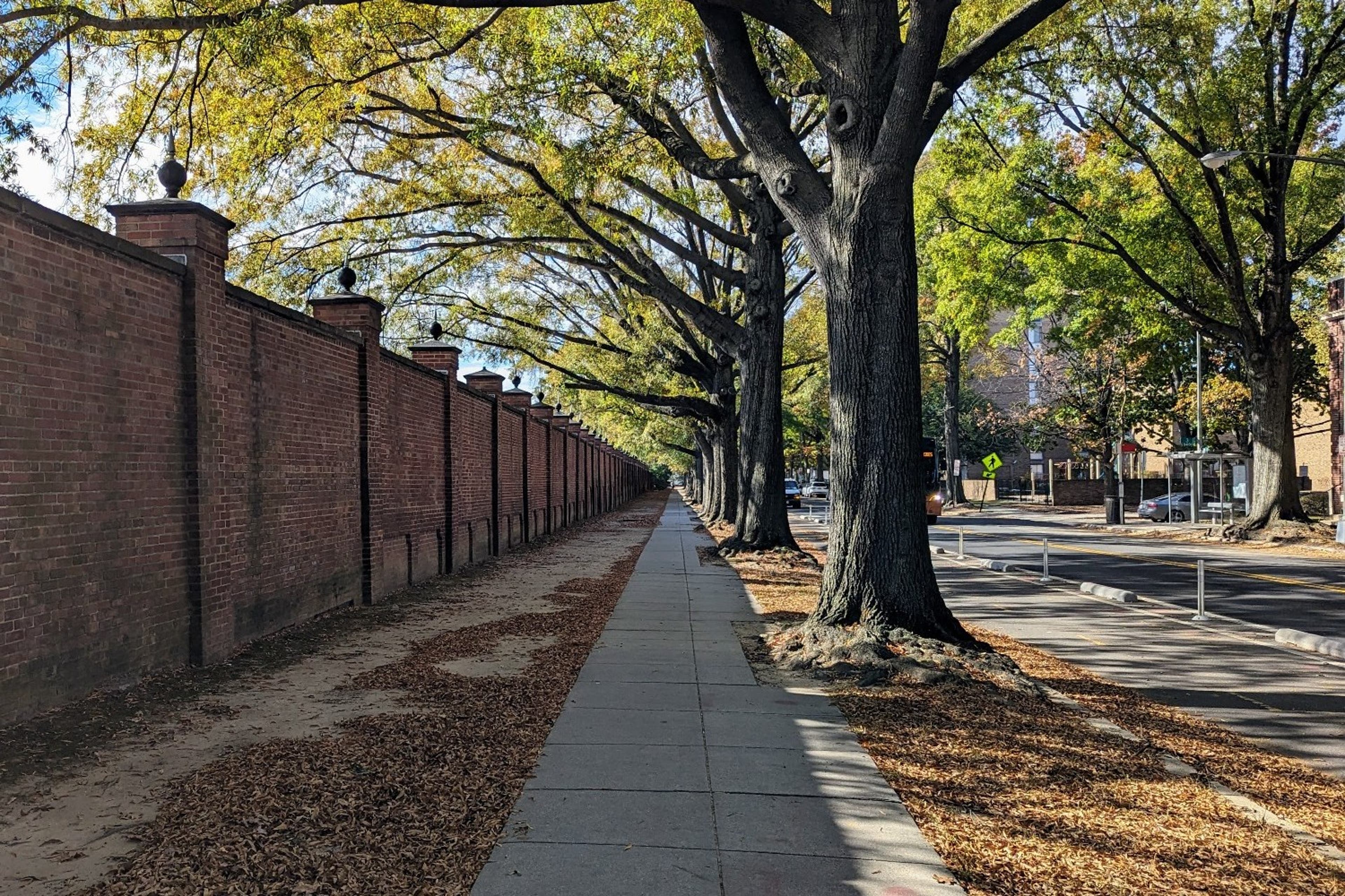 tree-lined-street-cobun-zweifel-keegan-DC-View-11.10.23.jpg