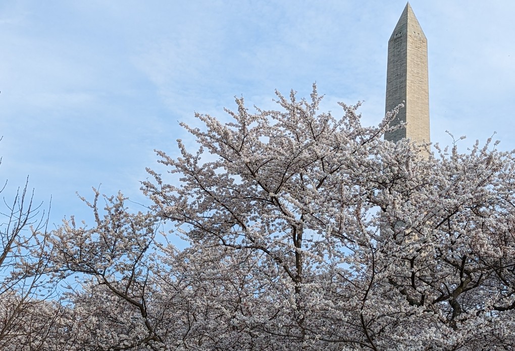 cherry-blossoms-monument-US.jpg