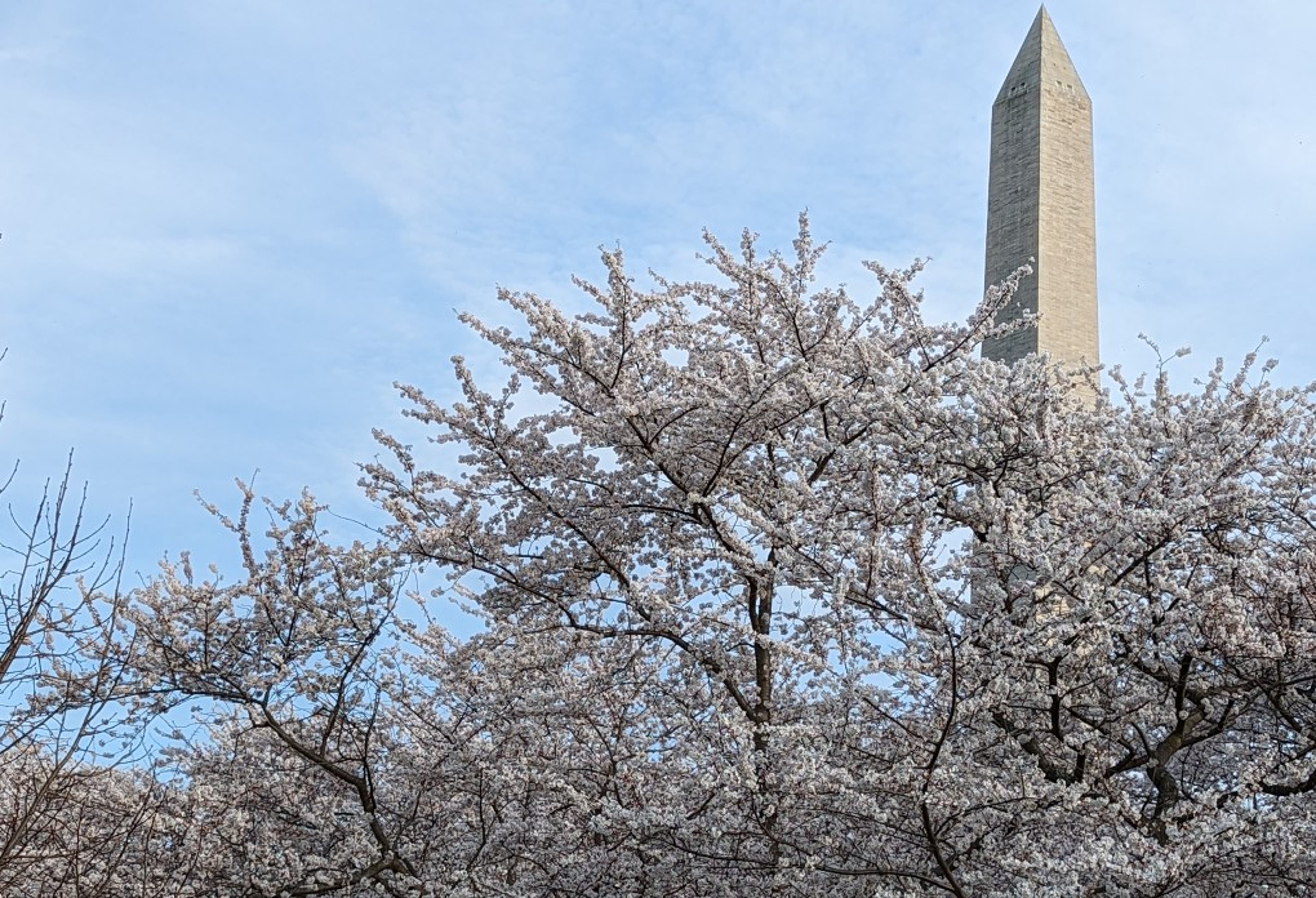 cherry-blossoms-monument-US.jpg