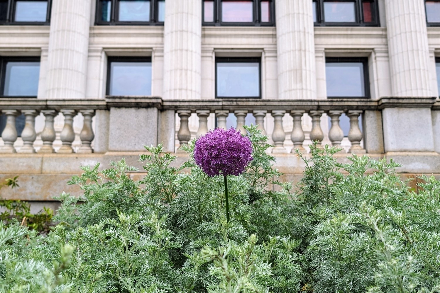 one-allium-flower-us-cobun-zweifel-keegan-DC View 05.17.24.jpg