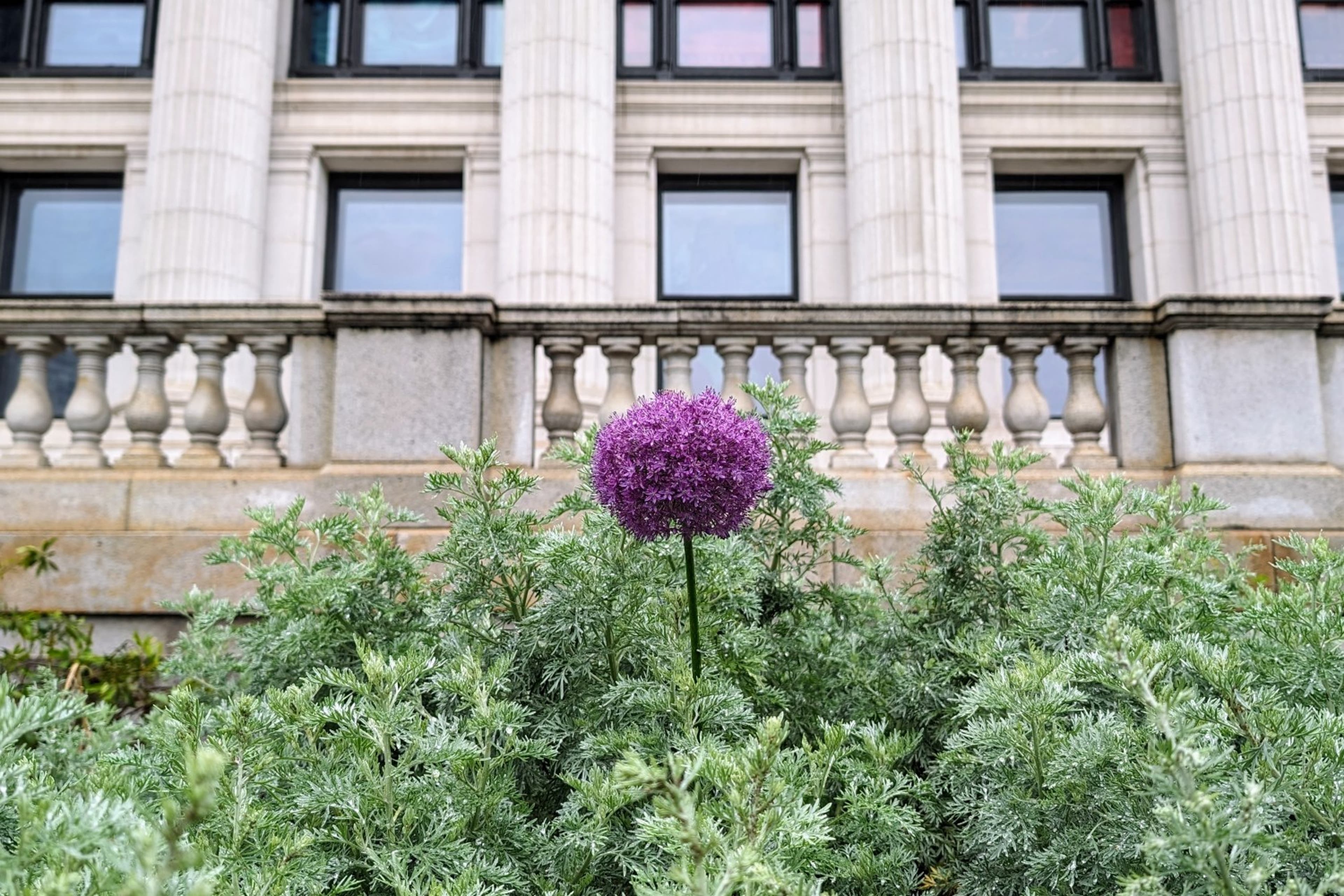 one-allium-flower-us-cobun-zweifel-keegan-DC View 05.17.24.jpg