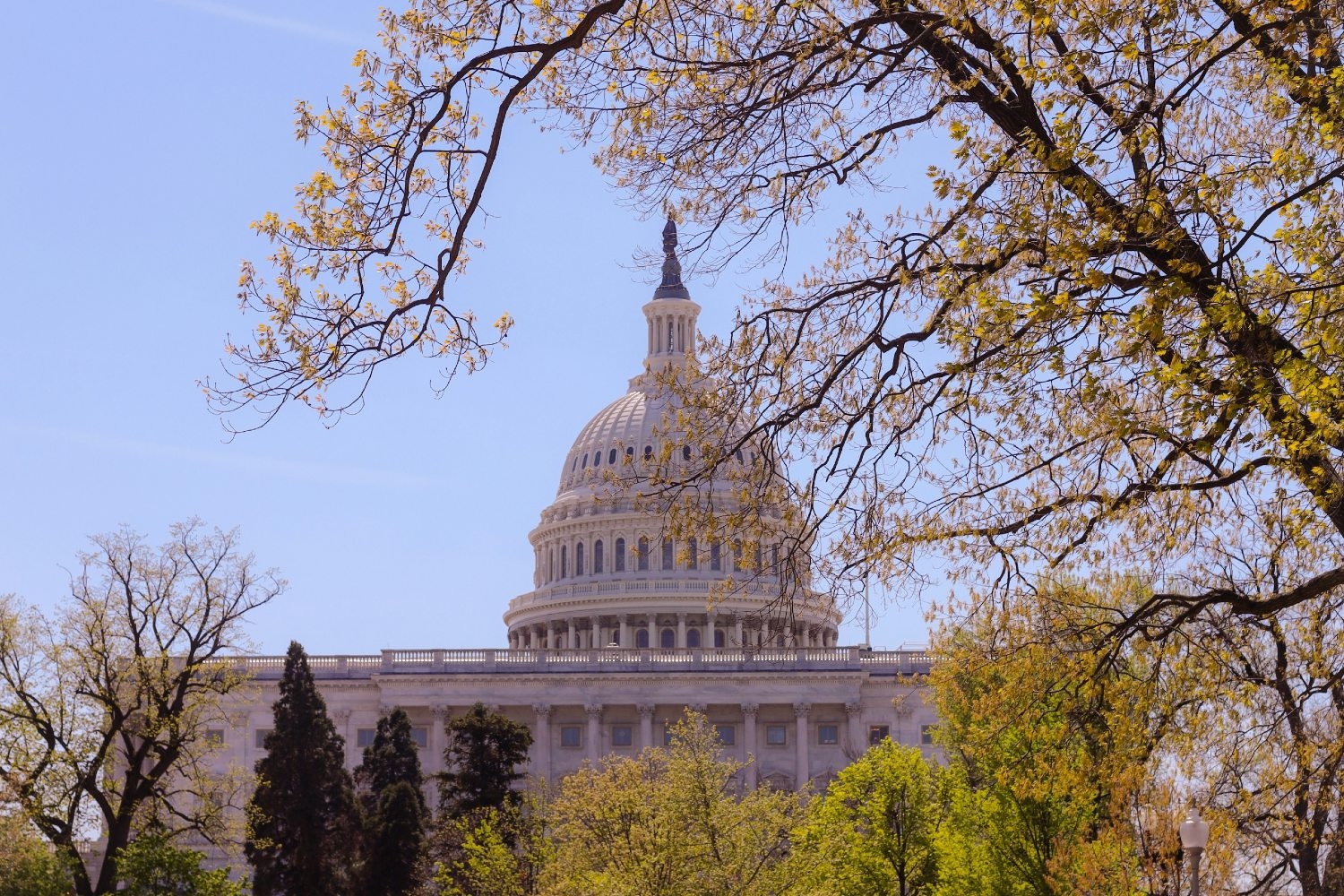 capitol-trees-foliage-US-052124.jpg