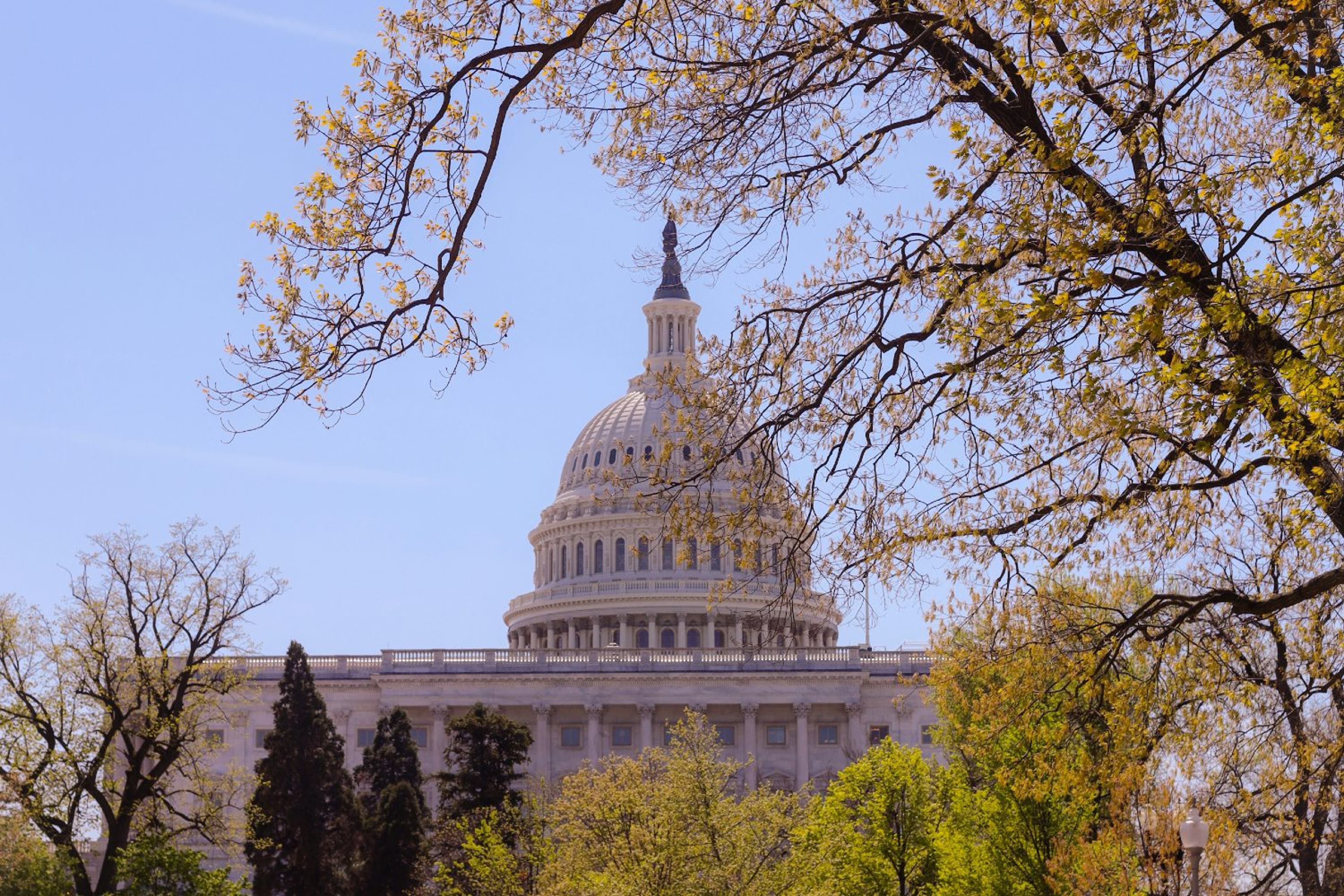 capitol-trees-foliage-US-052124.jpg