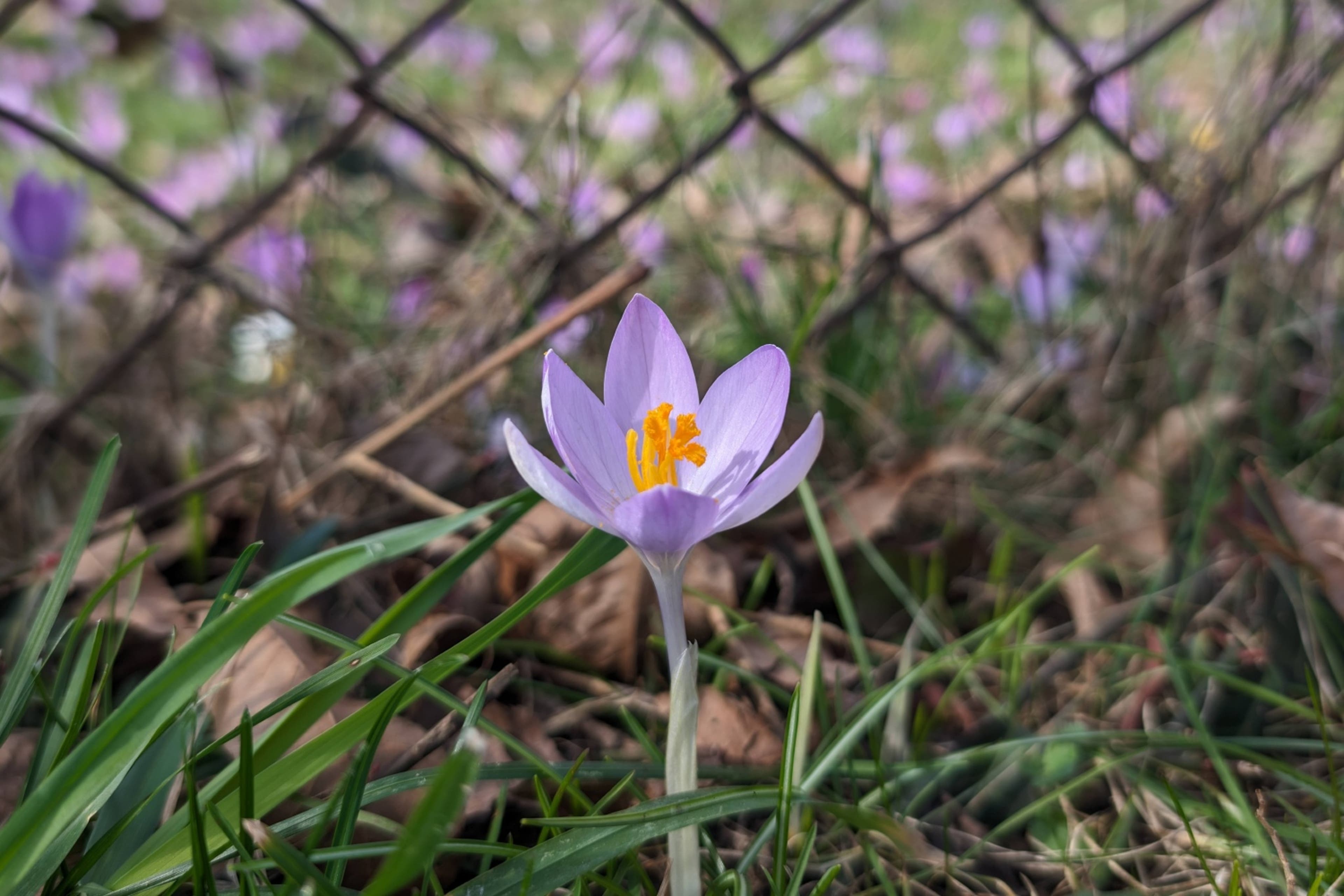 flower-crocus-fence-cobun-zweifel-keegan-DC-View-02.09.24.jpg