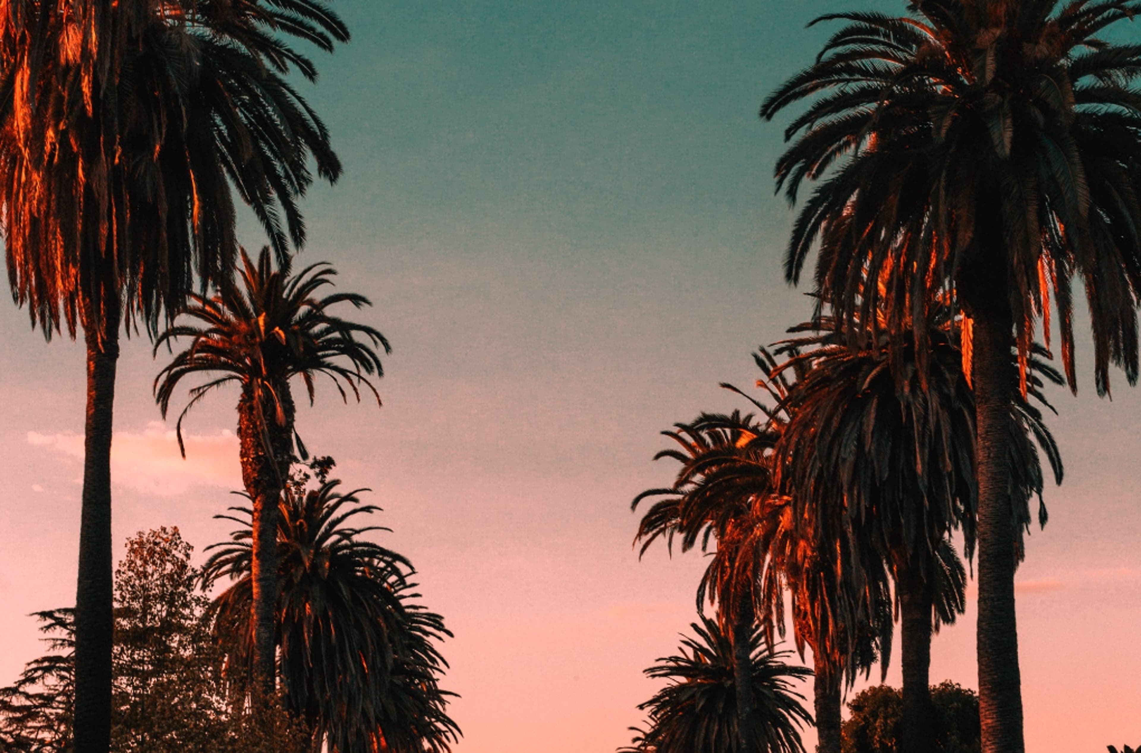 sunset-palmtrees-california-US.png