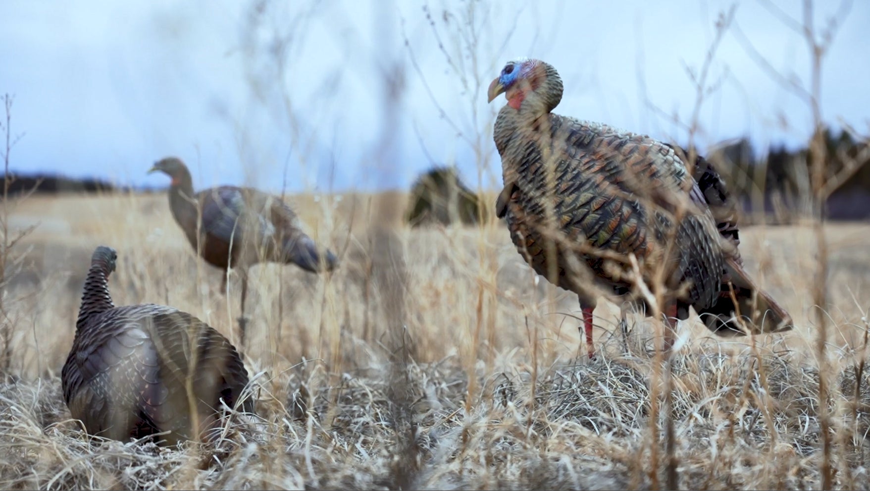 How to Preserve Your Turkey Decoys MidwayUSA
