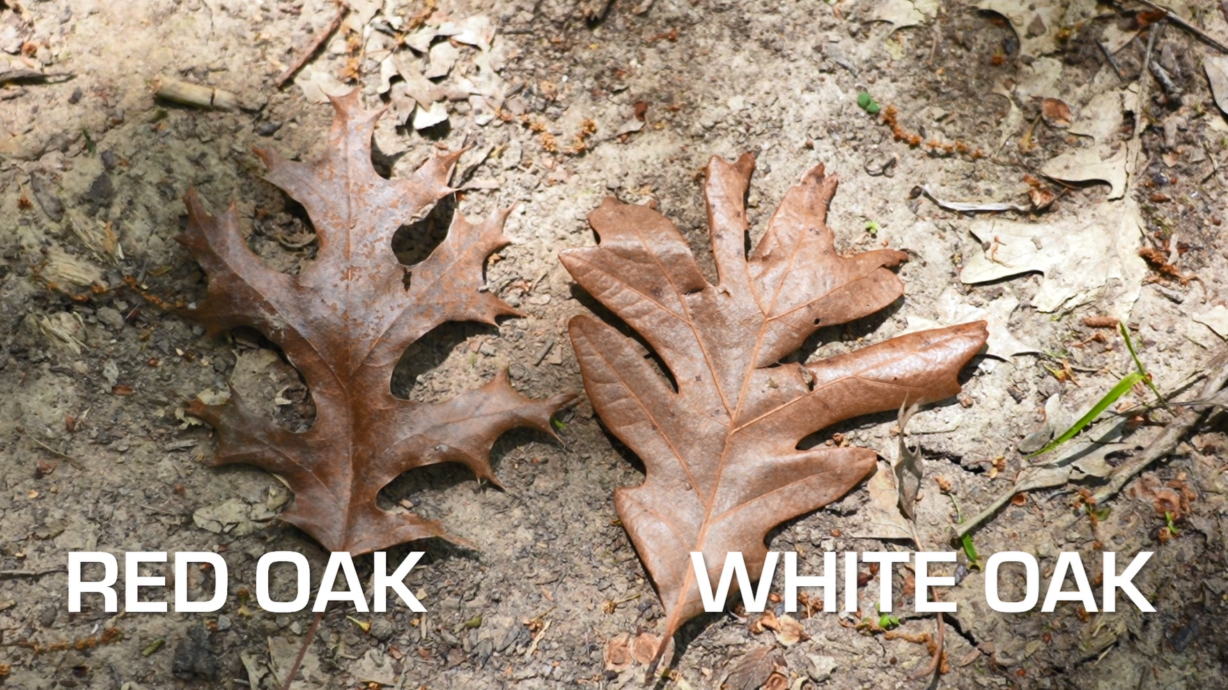 Image relating to Do Deer Eat Acorns? How to Scout Oak Trees