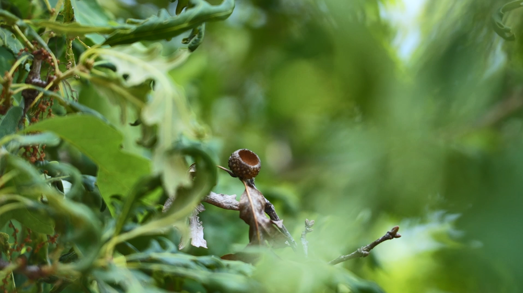 Image relating to Do Deer Eat Acorns? How to Scout Oak Trees