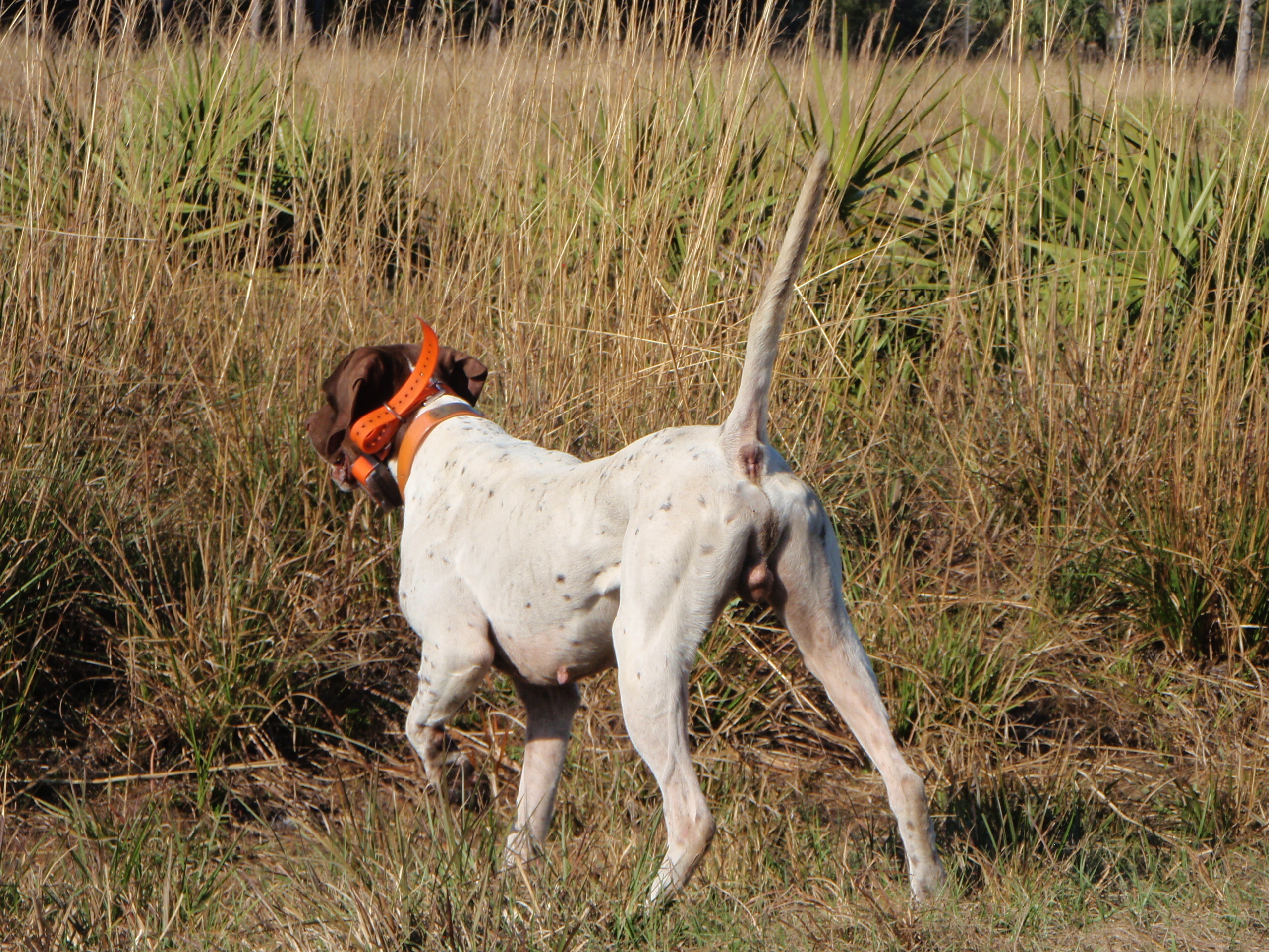 Image relating to Choosing a Hunting Dog - What to Know