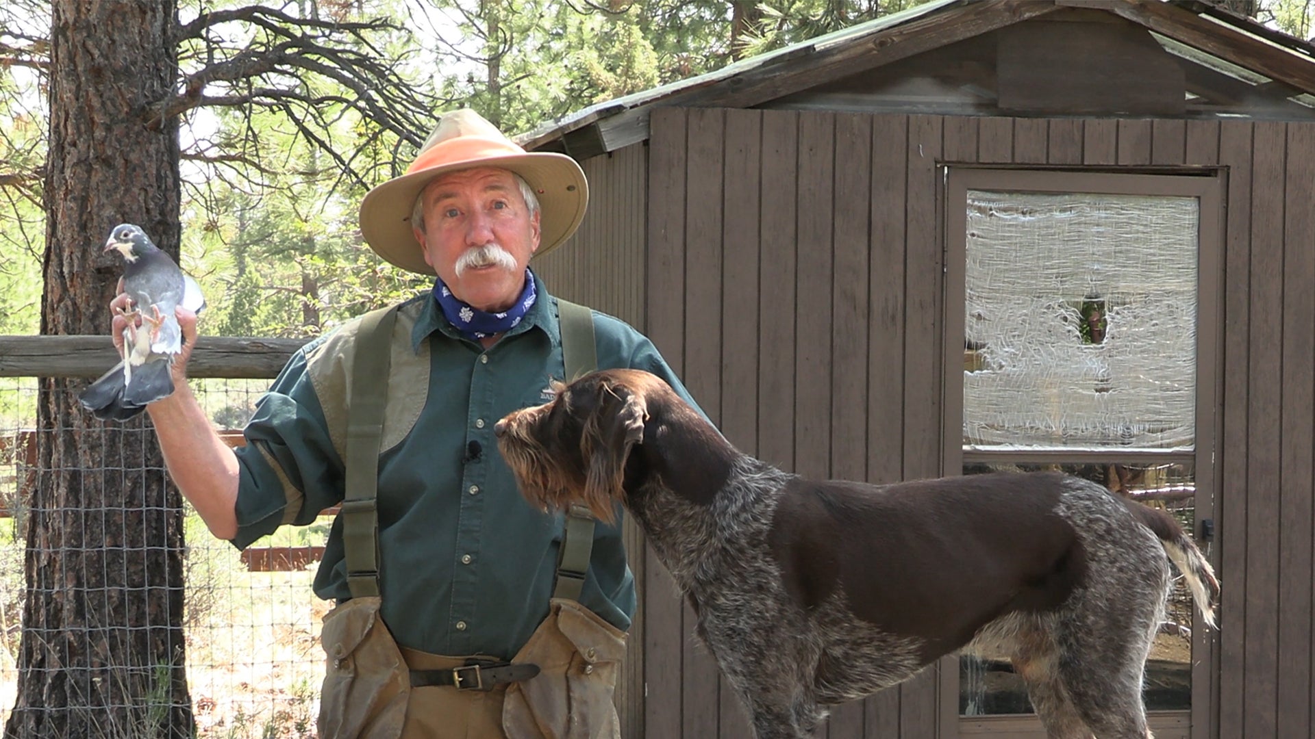 How to Teach WHOA to a Hunting Dog part 1
