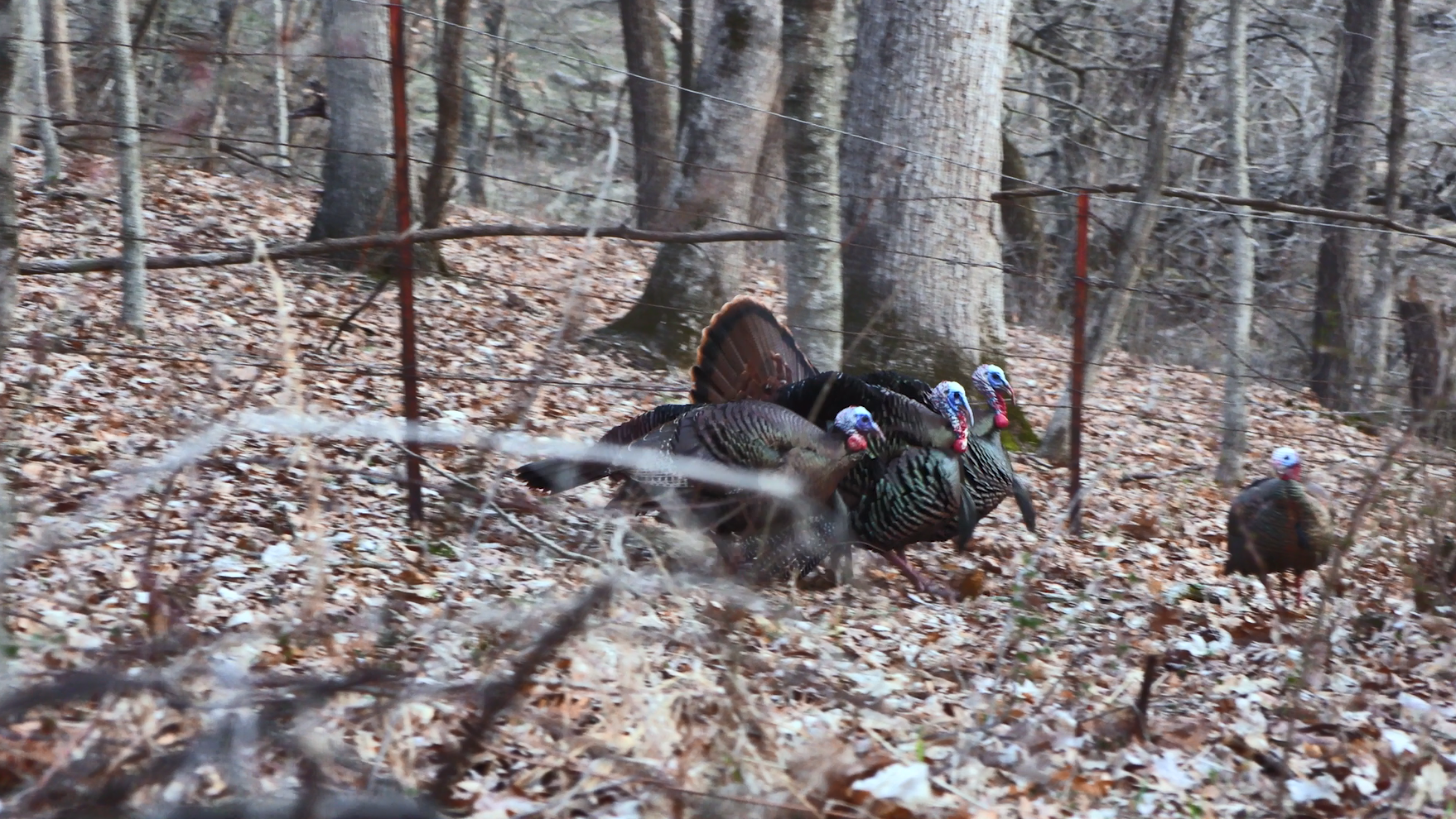 Image relating to How to Set Up and Take Down Turkey Decoys