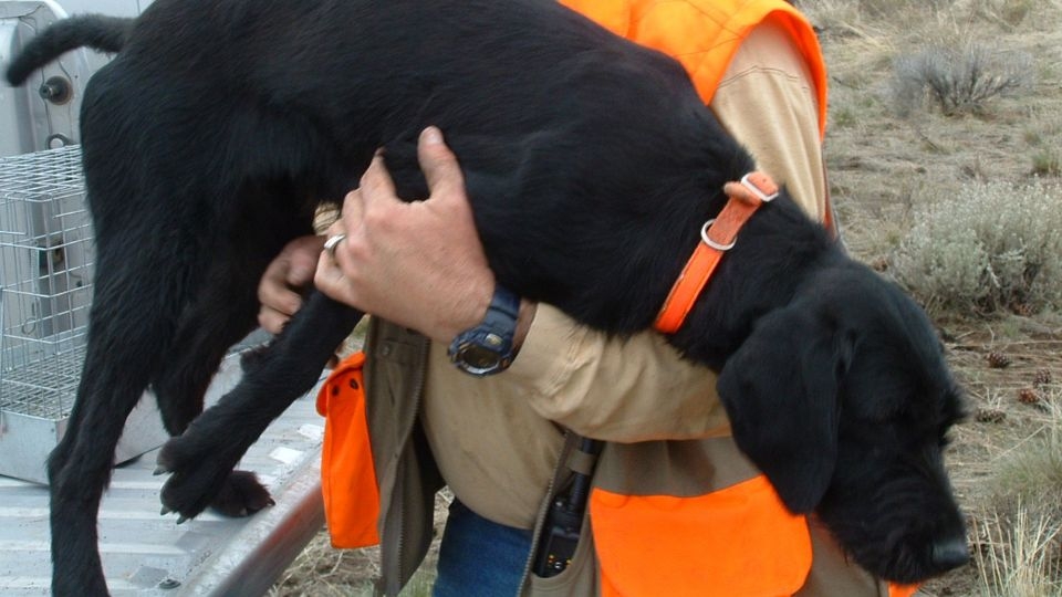 Image relating to Choosing Your Hunting Dog - part 2