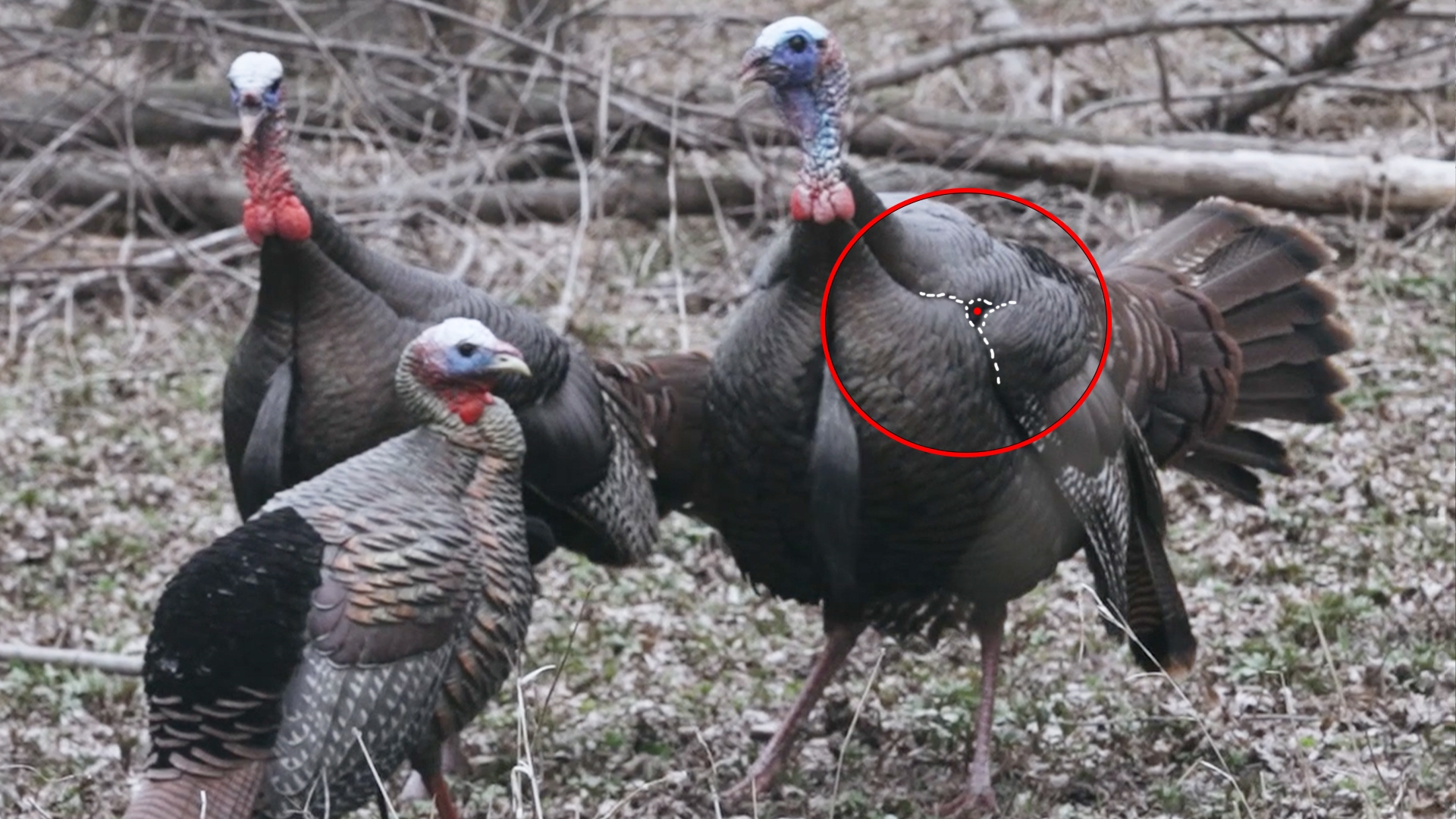 Image relating to Turkey Bow Hunting Shot Placement Tip